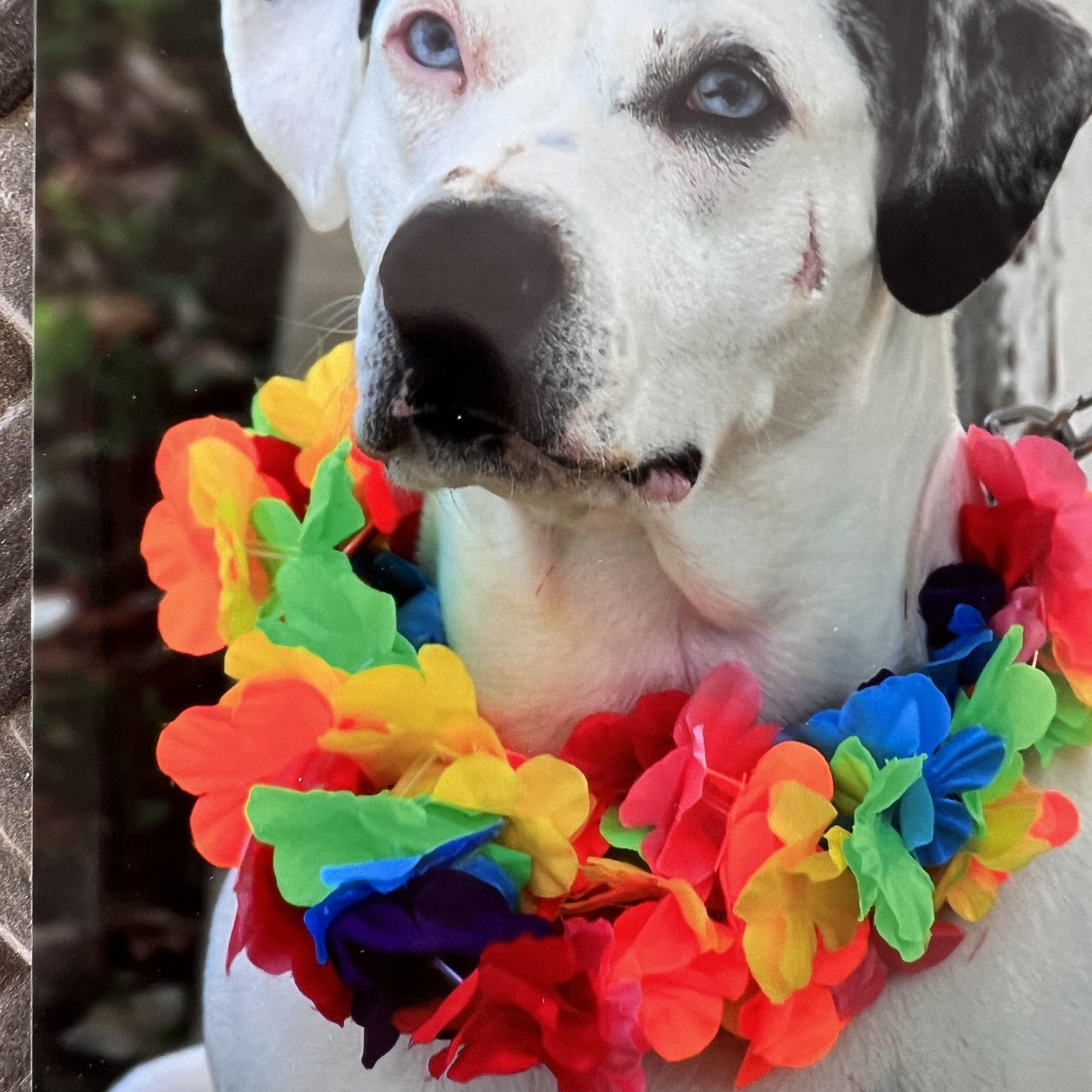 Kelcee, ADOPTABLE, Adult Female Cattle Dog.