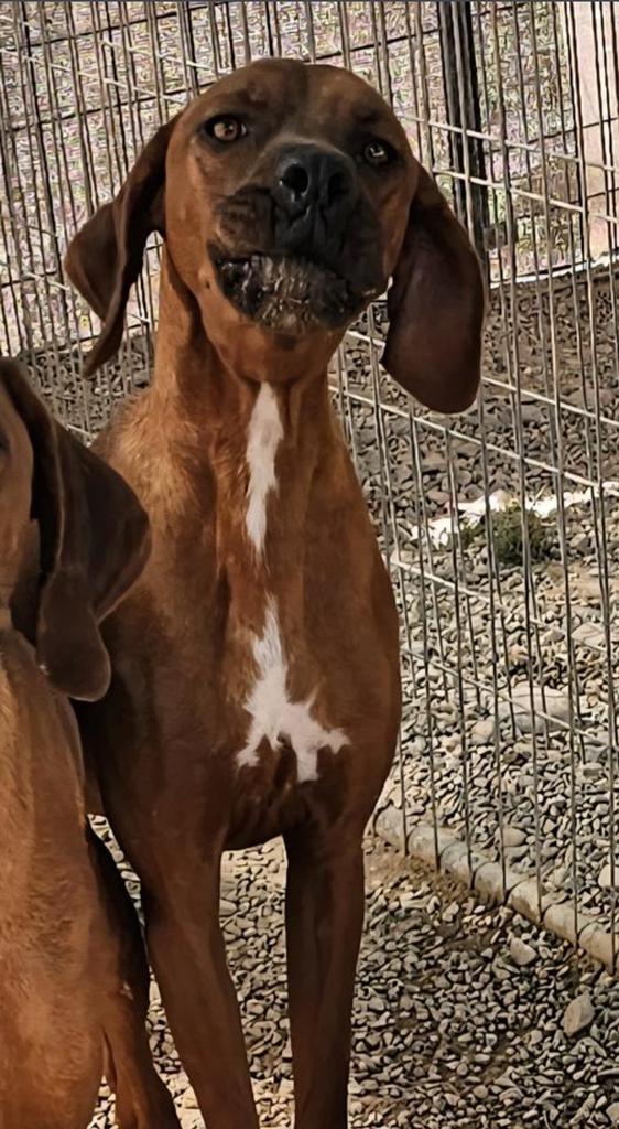 Enlarge Rooney (Retread 12), a Adoptable mixed breed in Pahrump, NV image 1/1