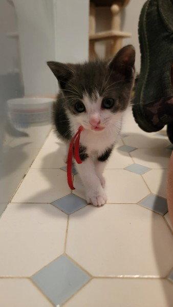 Enlarge Ziggy Kitten, a Adoptable Domestic Short Hair in Allentown, PA image 1/2