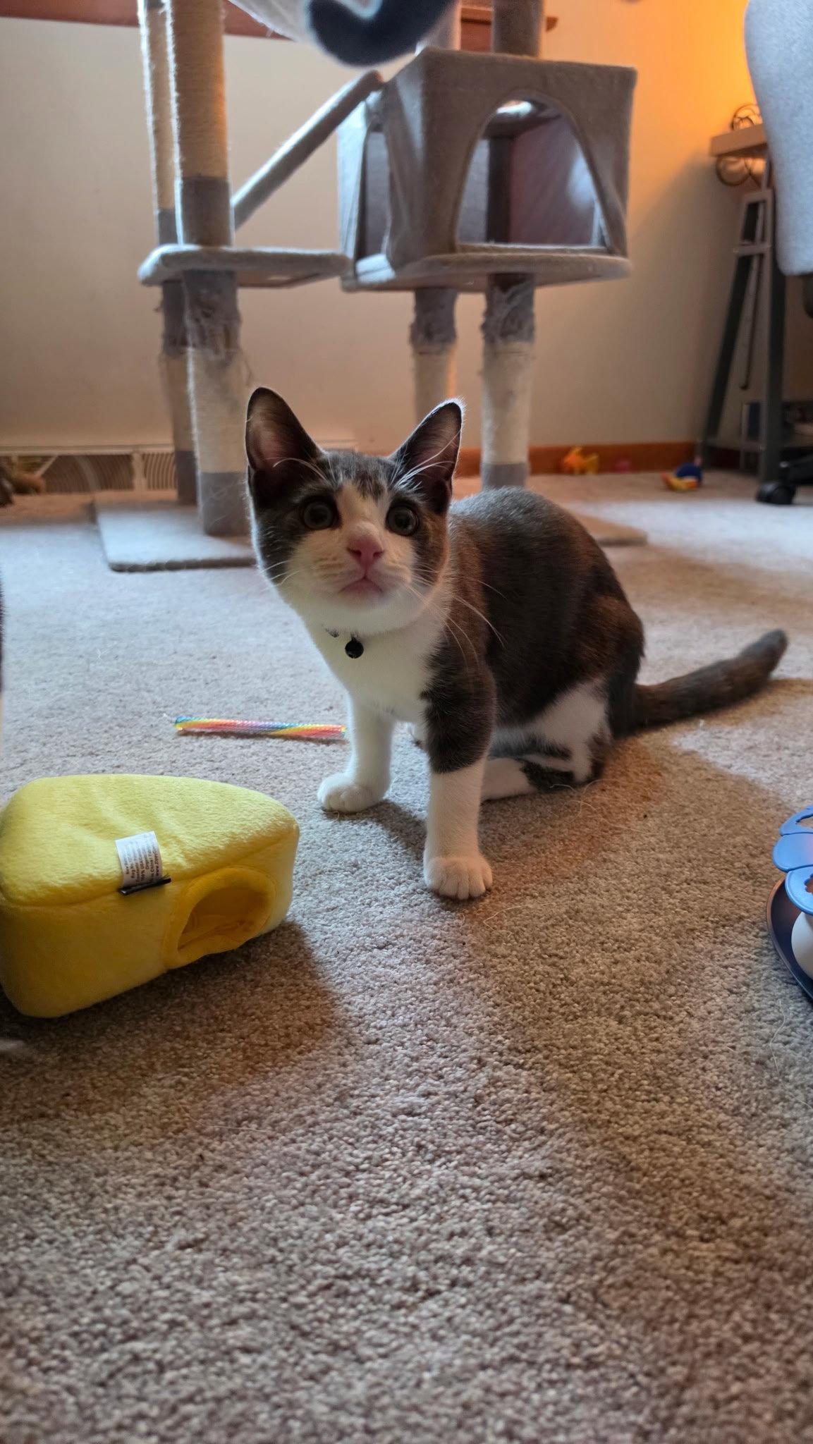 Enlarge Ziggy Kitten, a Adoptable Domestic Short Hair in Allentown, PA image 2/2