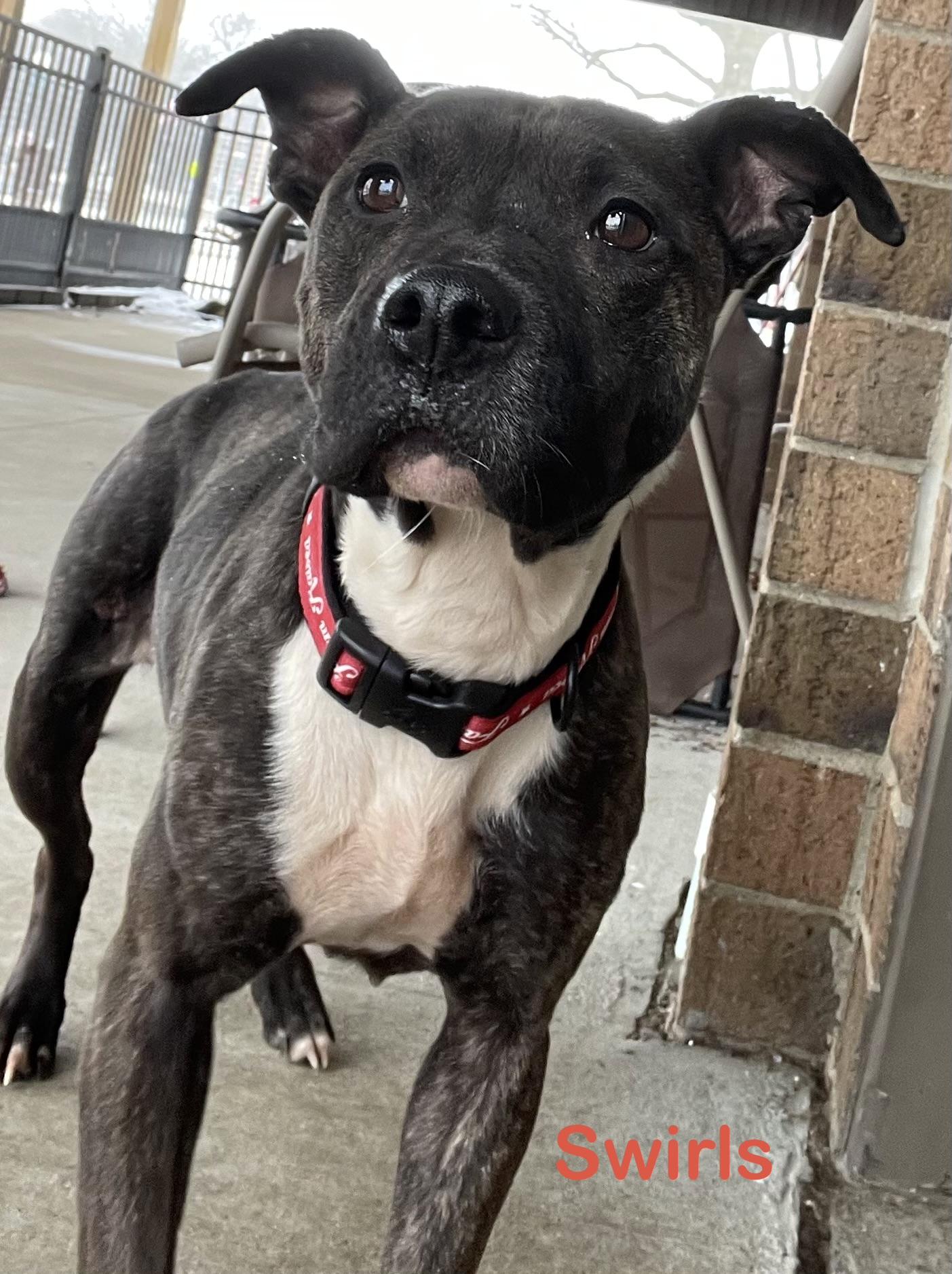 Enlarge Swirls AVAILABLE , a ADOPTABLE American Staffordshire Terrier in Canton, OH image 2/6