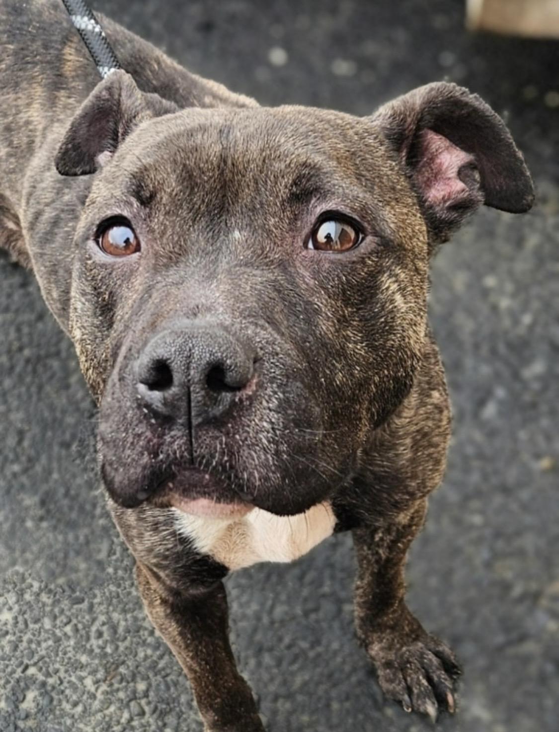 Enlarge Swirls AVAILABLE , a ADOPTABLE American Staffordshire Terrier in Canton, OH image 5/6