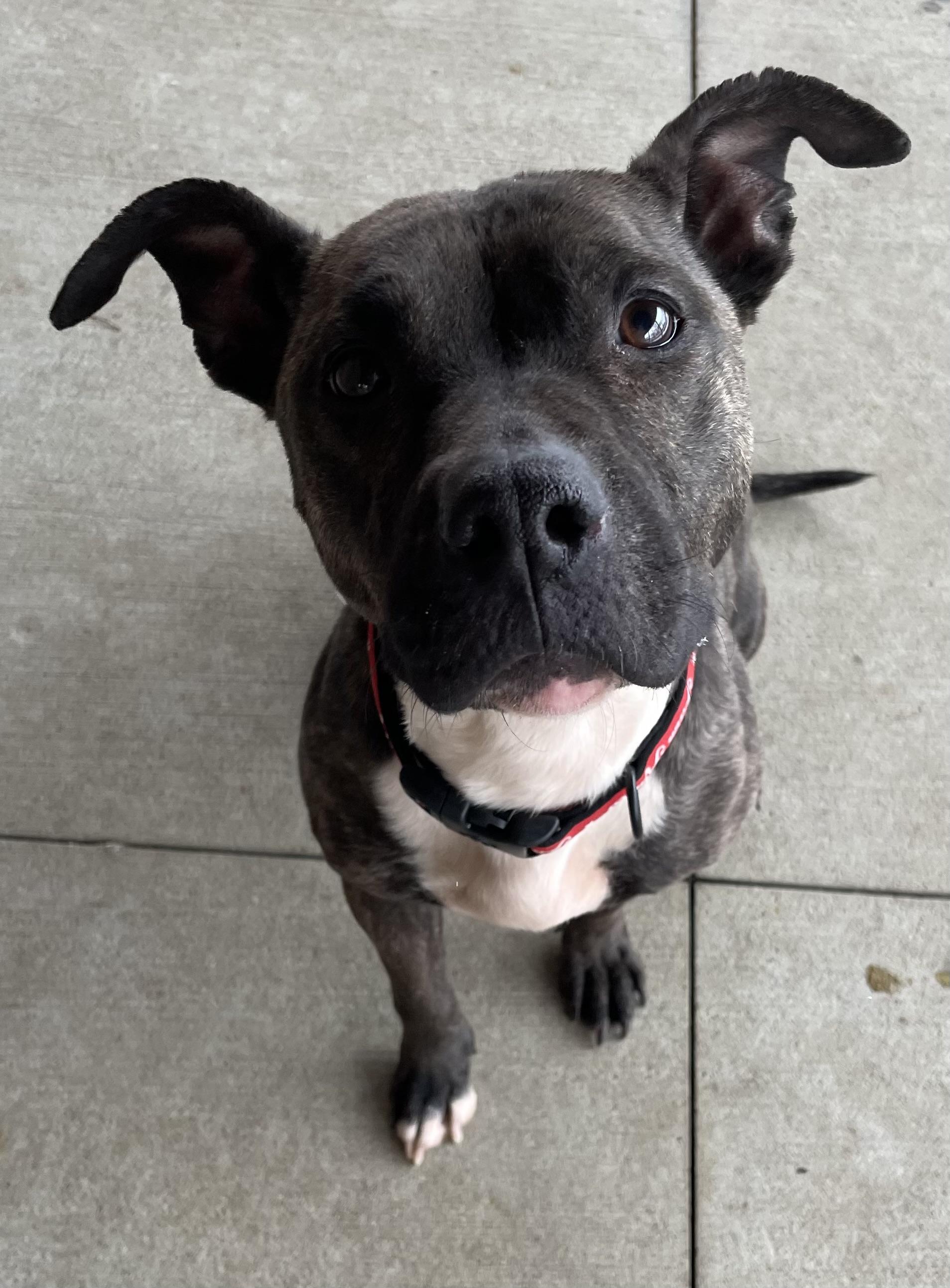 Enlarge Swirls AVAILABLE , a ADOPTABLE American Staffordshire Terrier in Canton, OH image 3/6