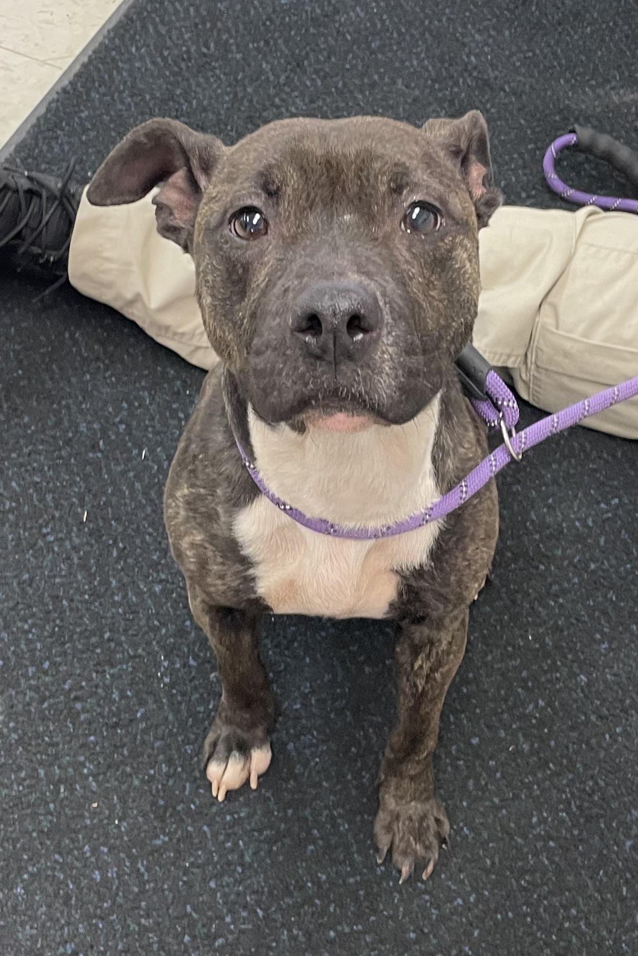 Enlarge Swirls AVAILABLE , a ADOPTABLE American Staffordshire Terrier in Canton, OH image 4/6