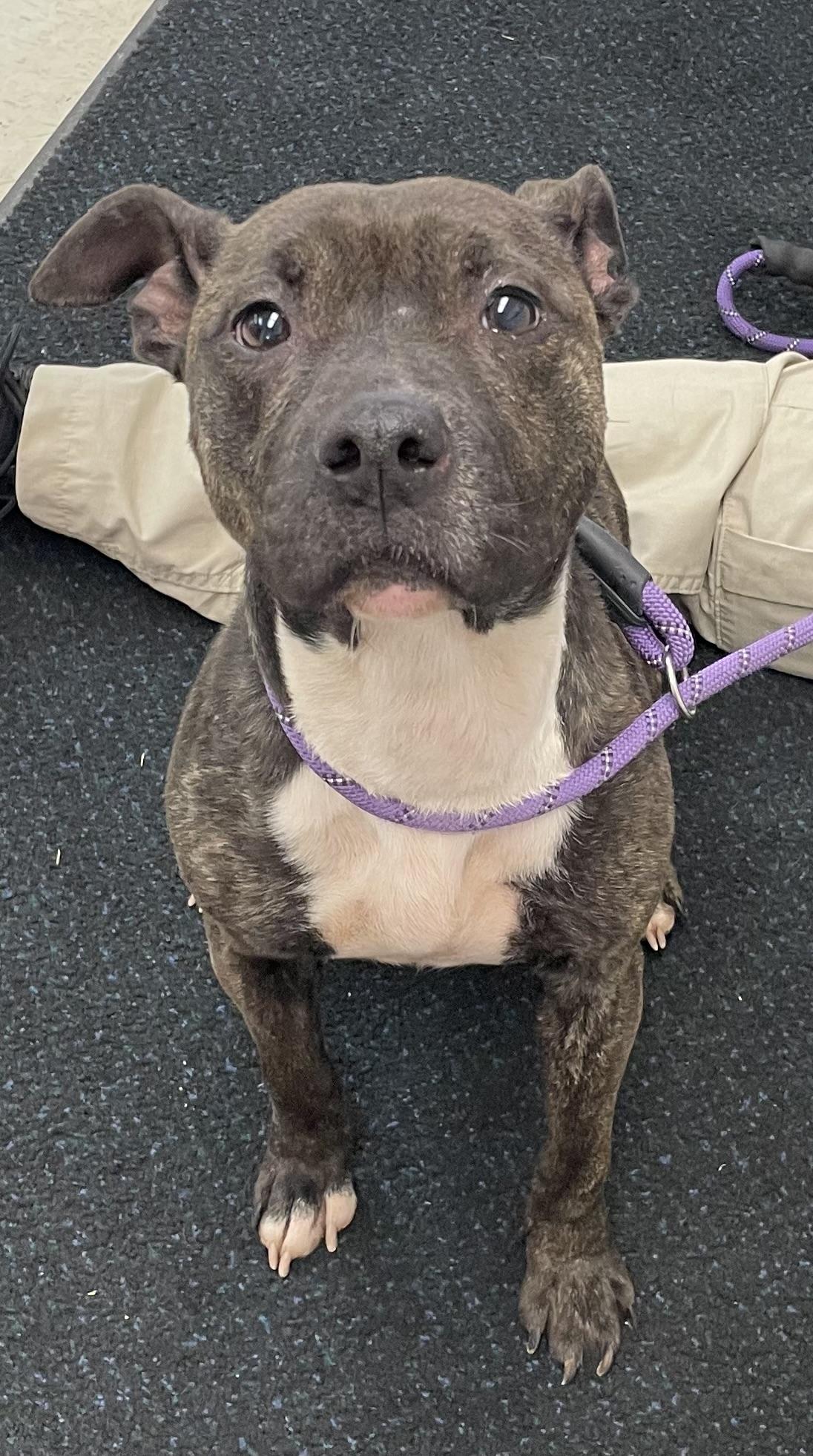 Enlarge Swirls AVAILABLE , a ADOPTABLE American Staffordshire Terrier in Canton, OH image 6/6