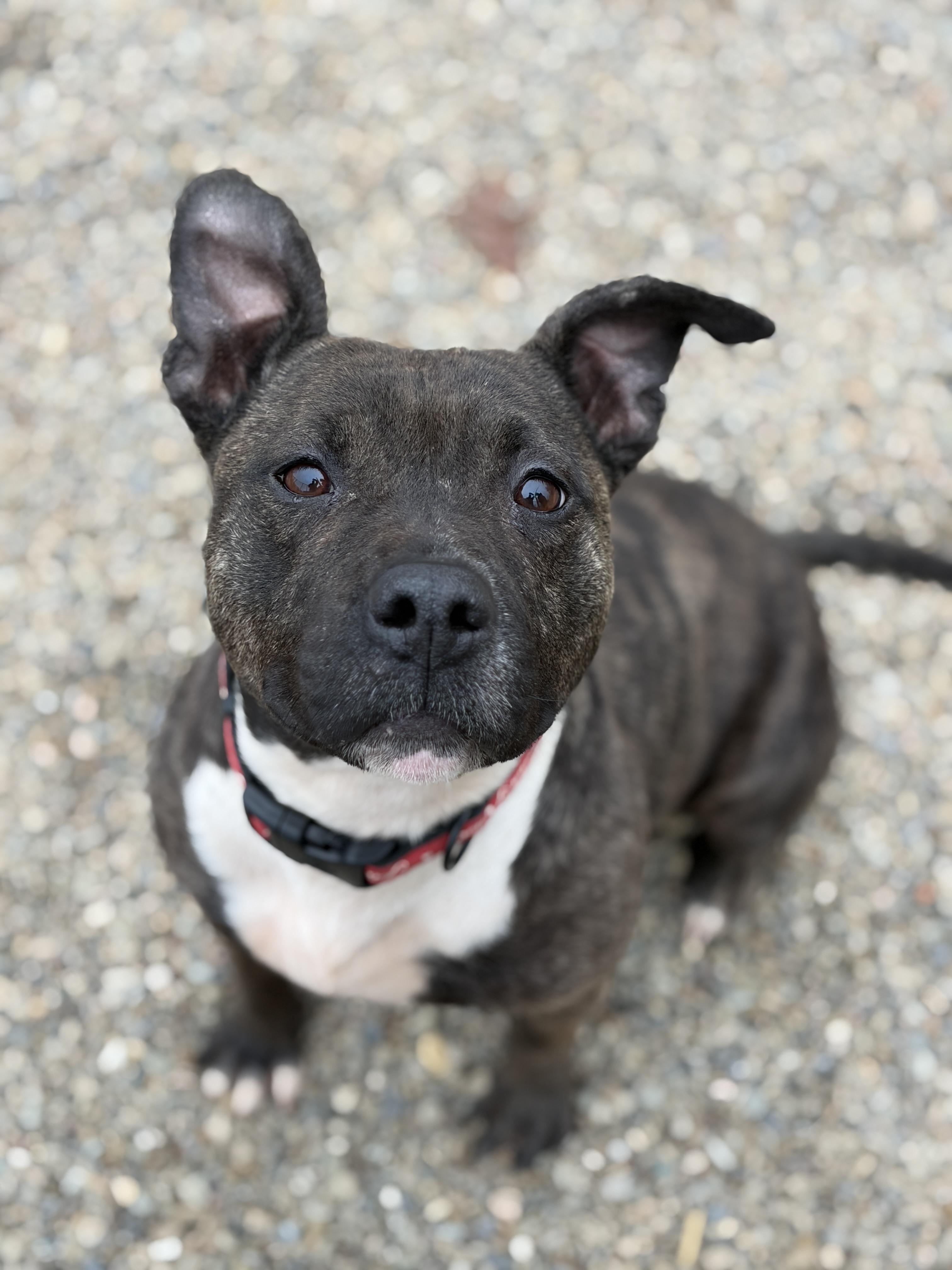 Swirls AVAILABLE , ADOPTABLE, Young Female American Staffordshire Terrier.