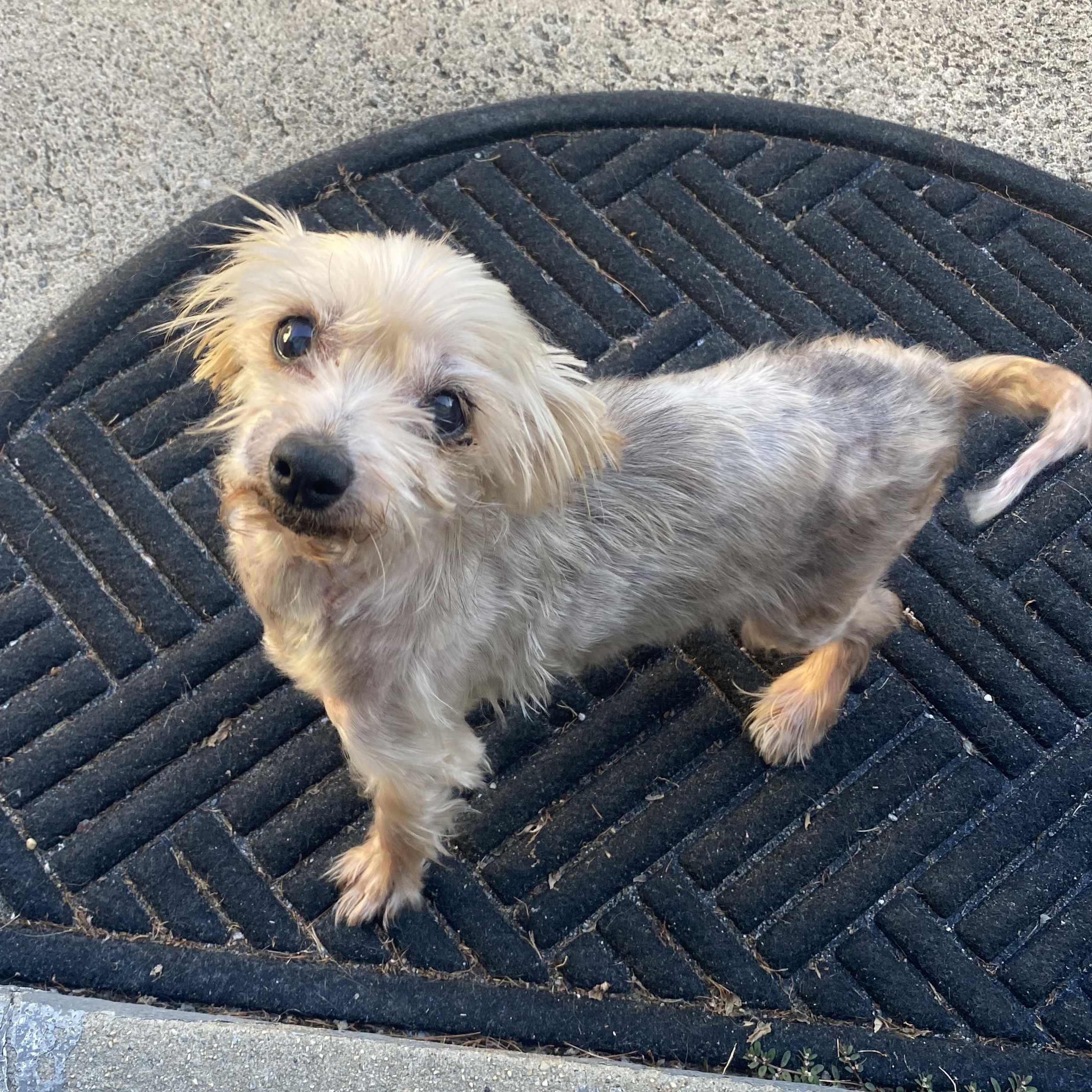 Sophia, a Adopted Yorkshire Terrier in Baldwin, NY image 2/3
