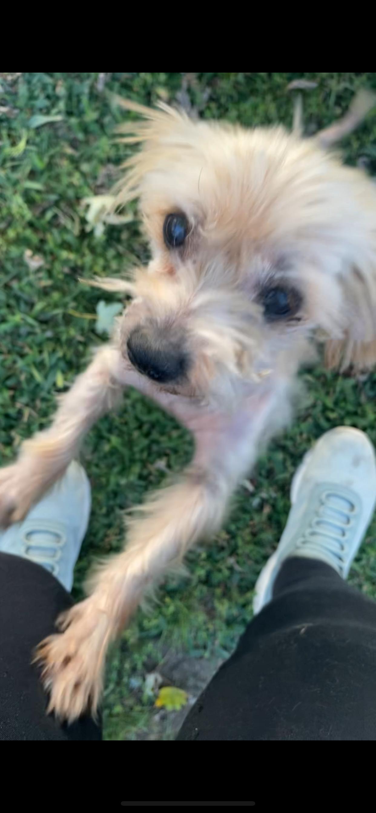 Sophia, a Adopted Yorkshire Terrier in Baldwin, NY image 3/3