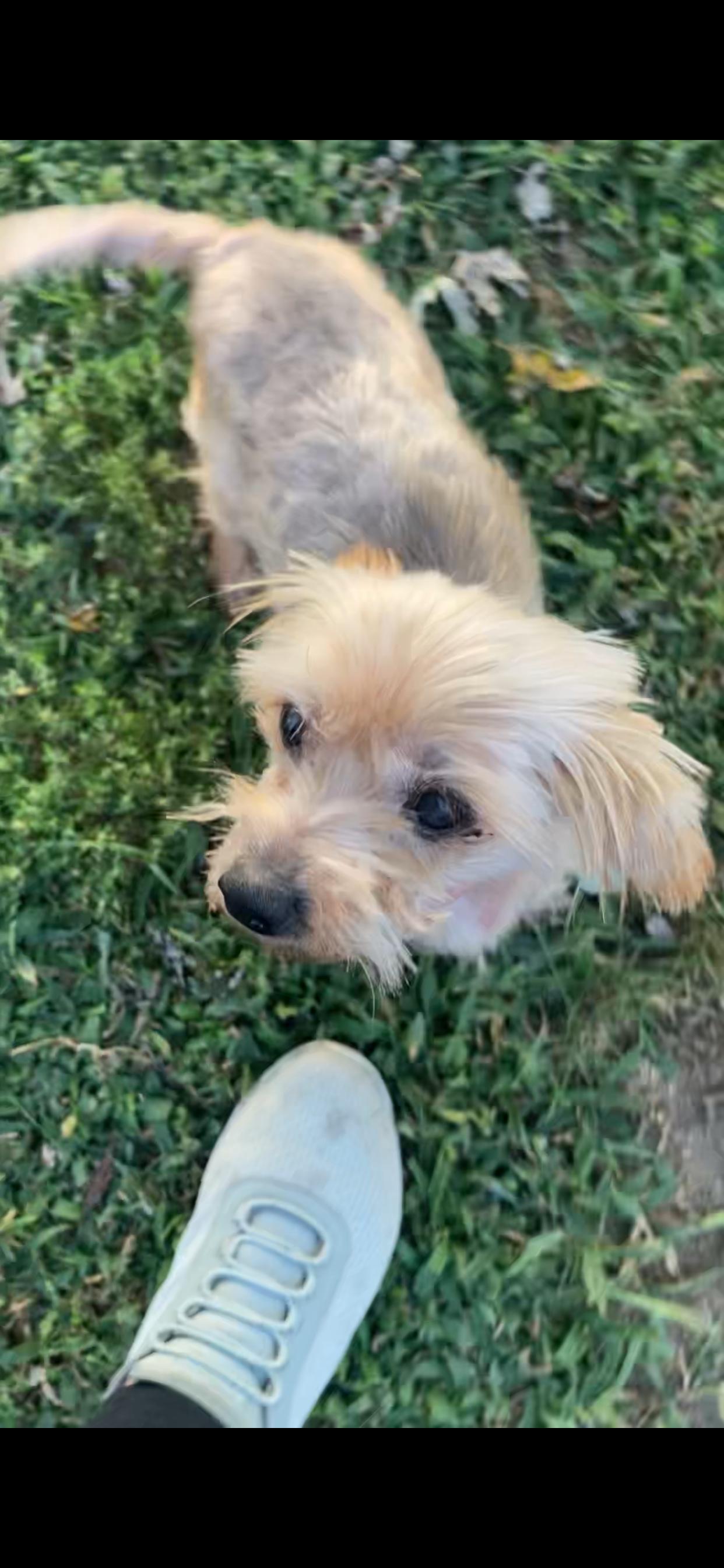 Sophia, Adopted, Senior Female Yorkshire Terrier.