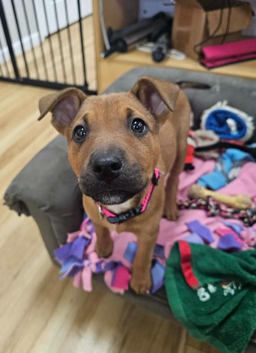 Enlarge Bo Peep, a ADOPTABLE mixed breed in St. Louis, MO image 1/4