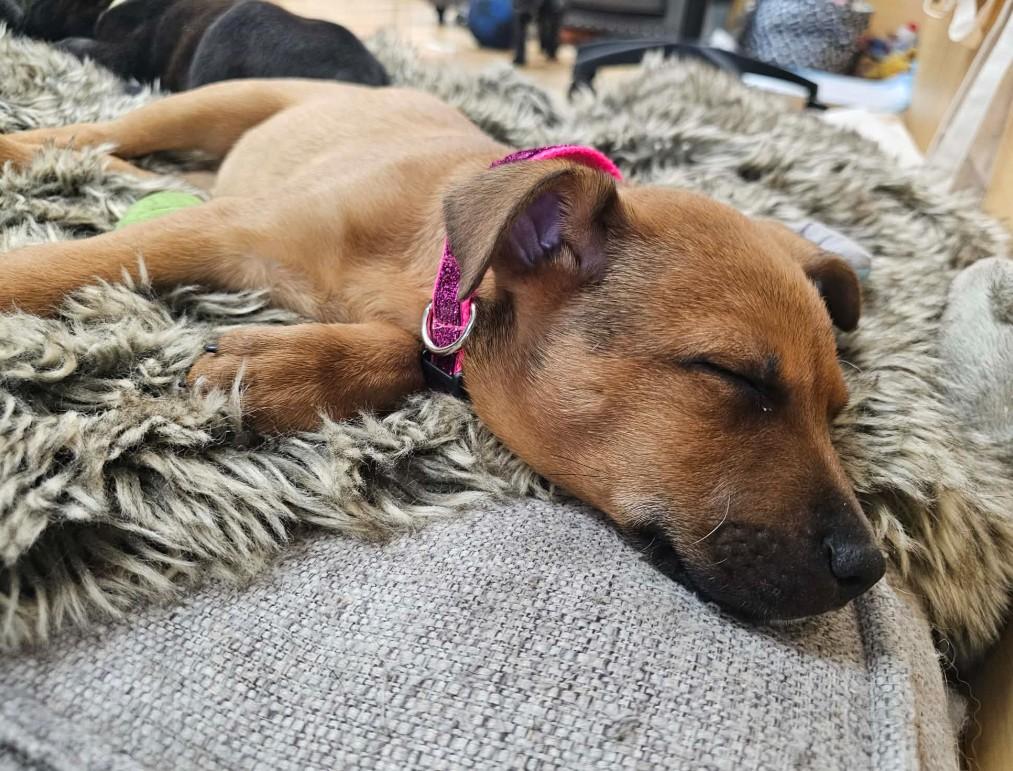 Enlarge Bo Peep, a ADOPTABLE mixed breed in St. Louis, MO image 4/4