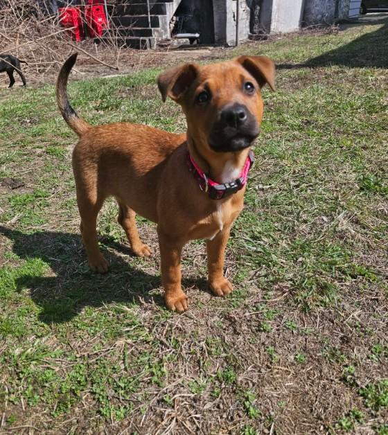 Enlarge Bo Peep, a ADOPTABLE mixed breed in St. Louis, MO image 3/4