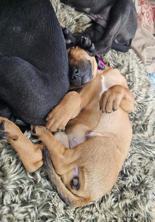 Enlarge Bo Peep, a ADOPTABLE mixed breed in St. Louis, MO image 2/4