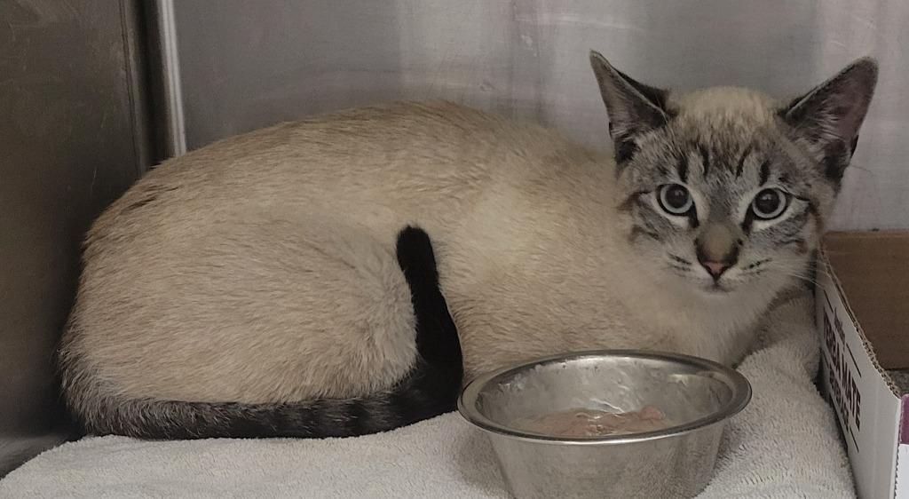 Kiwi, Adoptable, Young Female Domestic Short Hair & Siamese.