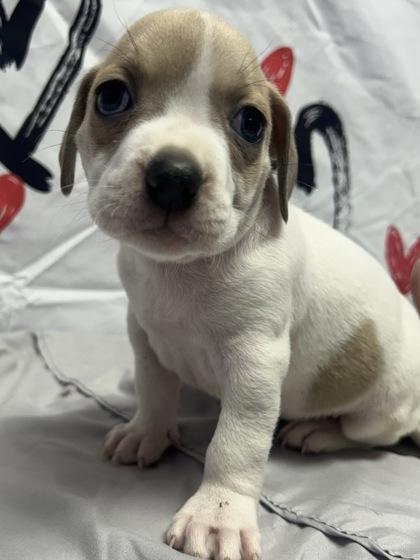 Vanilla Bean — thumbnail 2