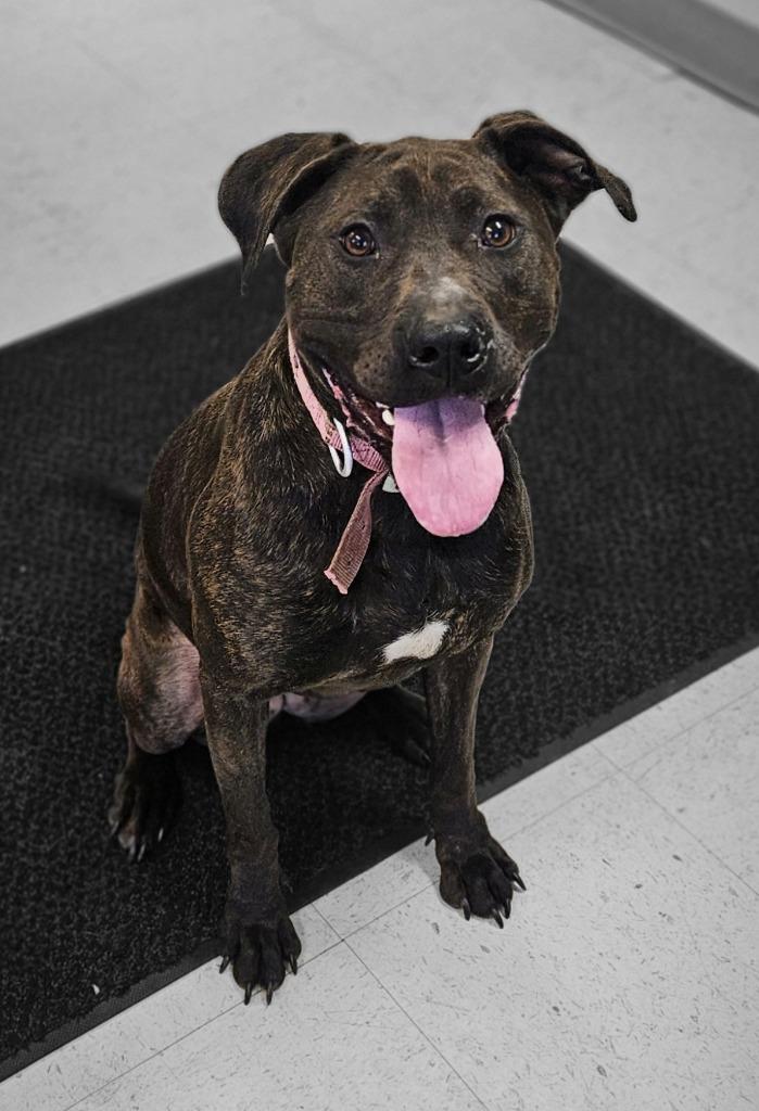 Phoebe, Adoptable, Adult Female Pit Bull Terrier & Labrador Retriever.