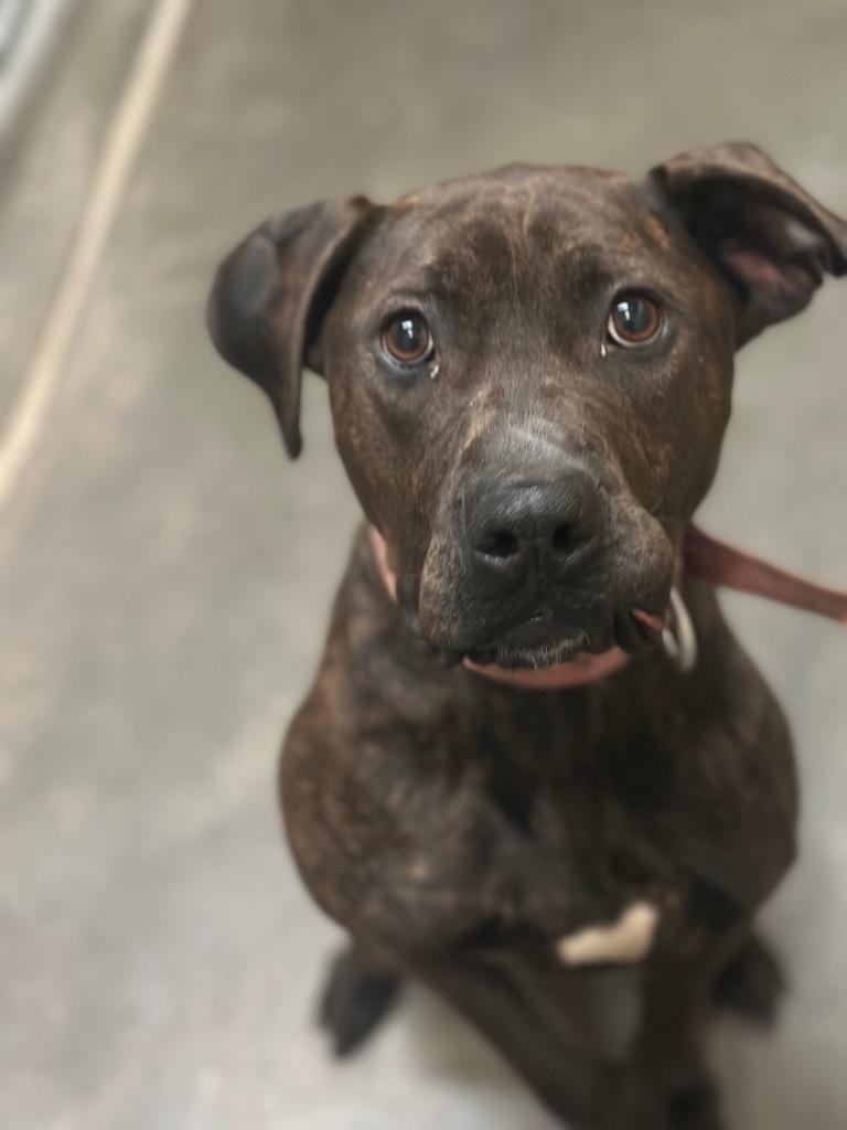 Phoebe, Adoptable, Adult Female Pit Bull Terrier & Labrador Retriever.