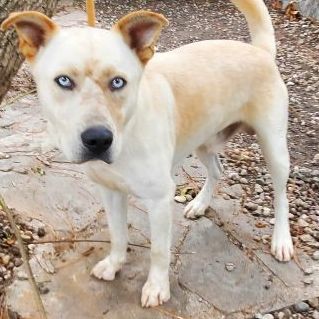 Enlarge Lassie, a Adoptable mixed breed in Sumter, SC image 1/4