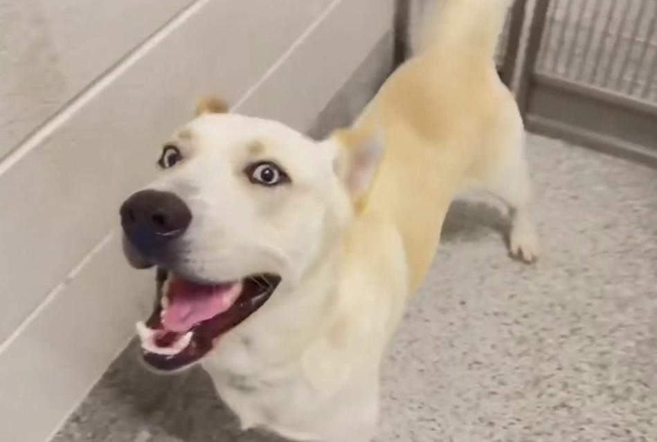 Enlarge Lassie, a Adoptable mixed breed in Sumter, SC image 2/4