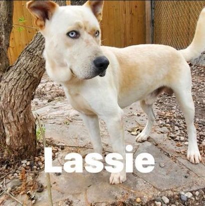 Enlarge Lassie, a Adoptable mixed breed in Sumter, SC image 3/4