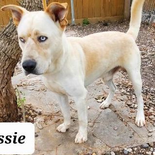 Enlarge Lassie, a Adoptable mixed breed in Sumter, SC image 4/4