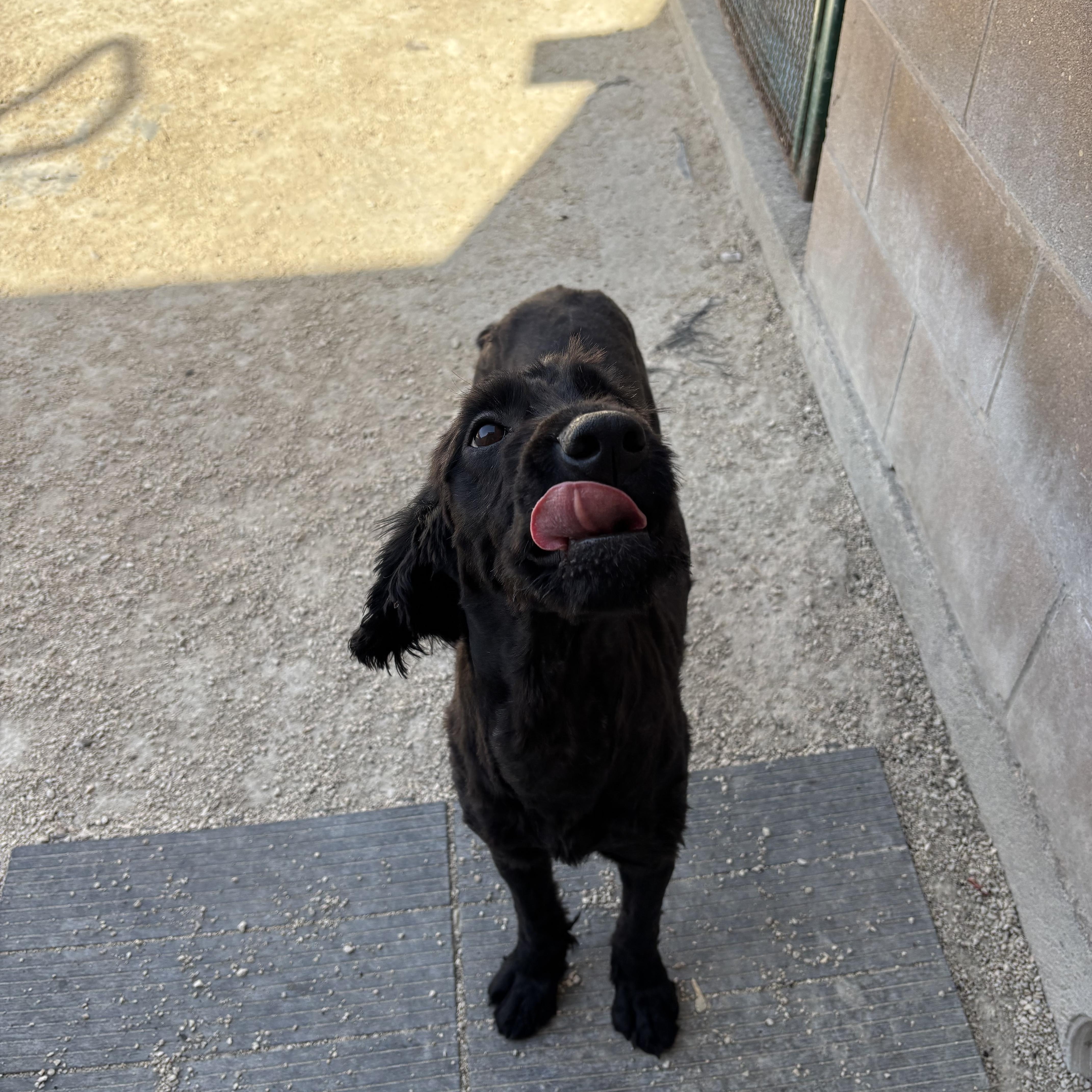 Stormy, an adopted mixed breed in Winnipeg, MB image 5/6