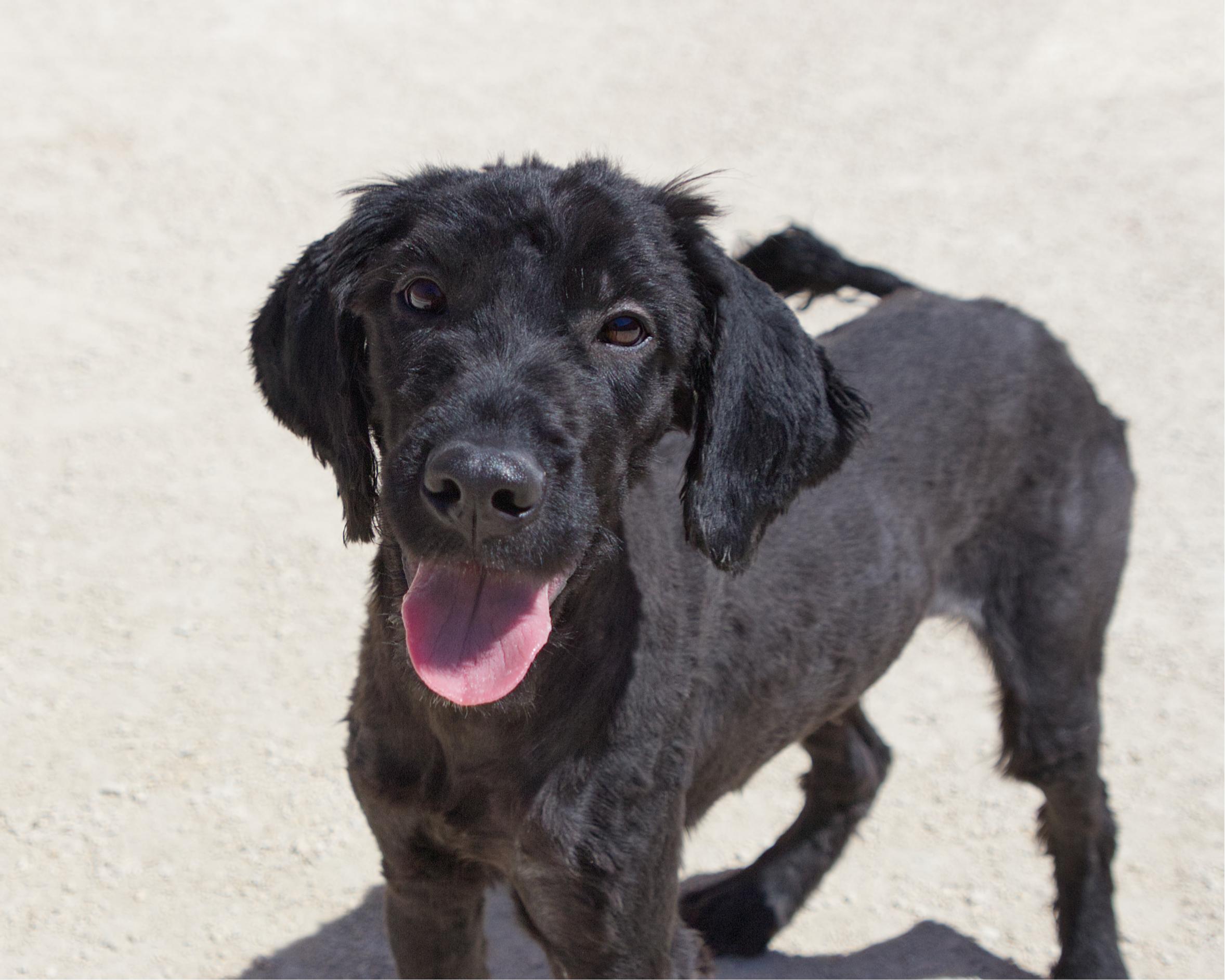 Stormy, an adopted mixed breed in Winnipeg, MB image 2/6