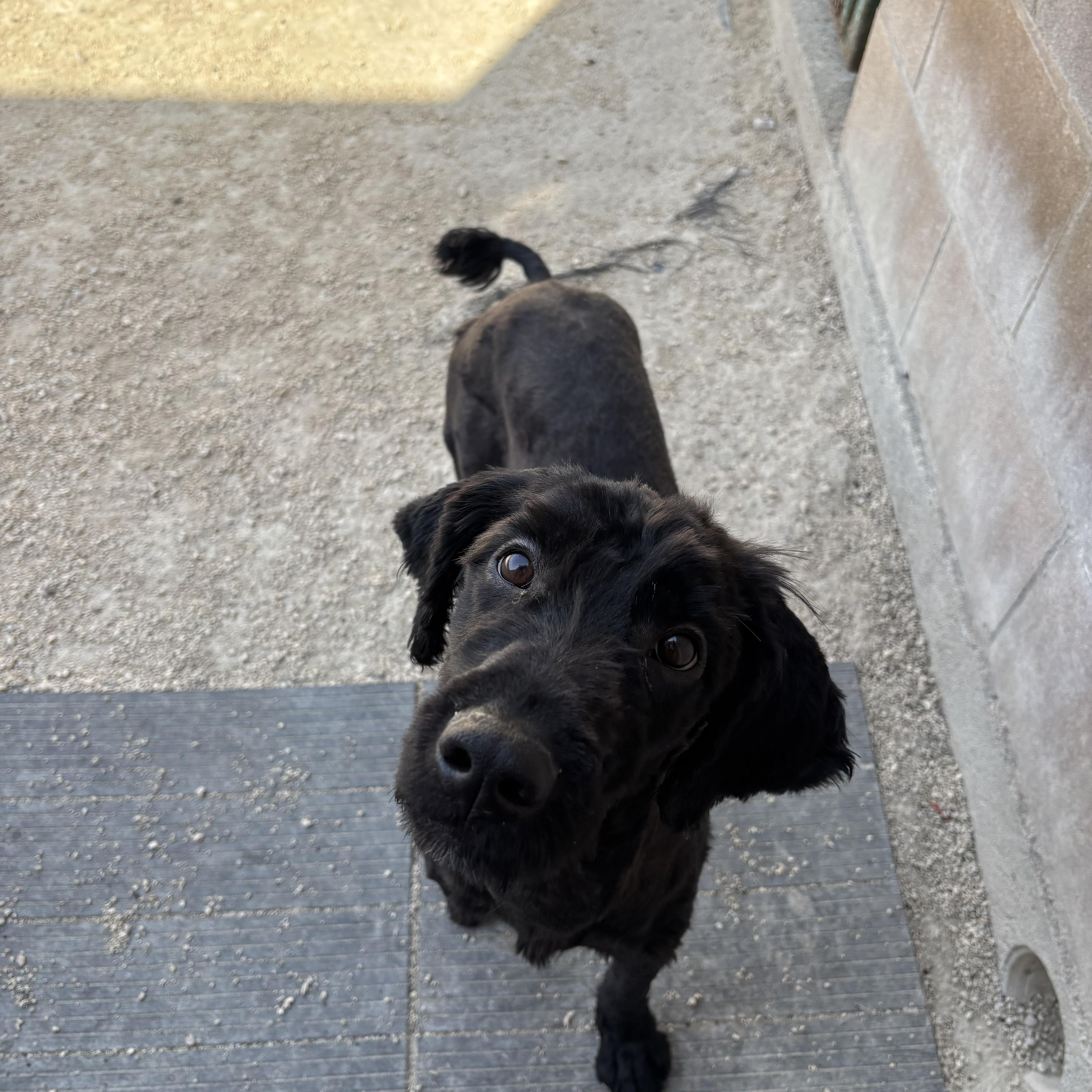 Stormy, an adopted mixed breed in Winnipeg, MB image 4/6