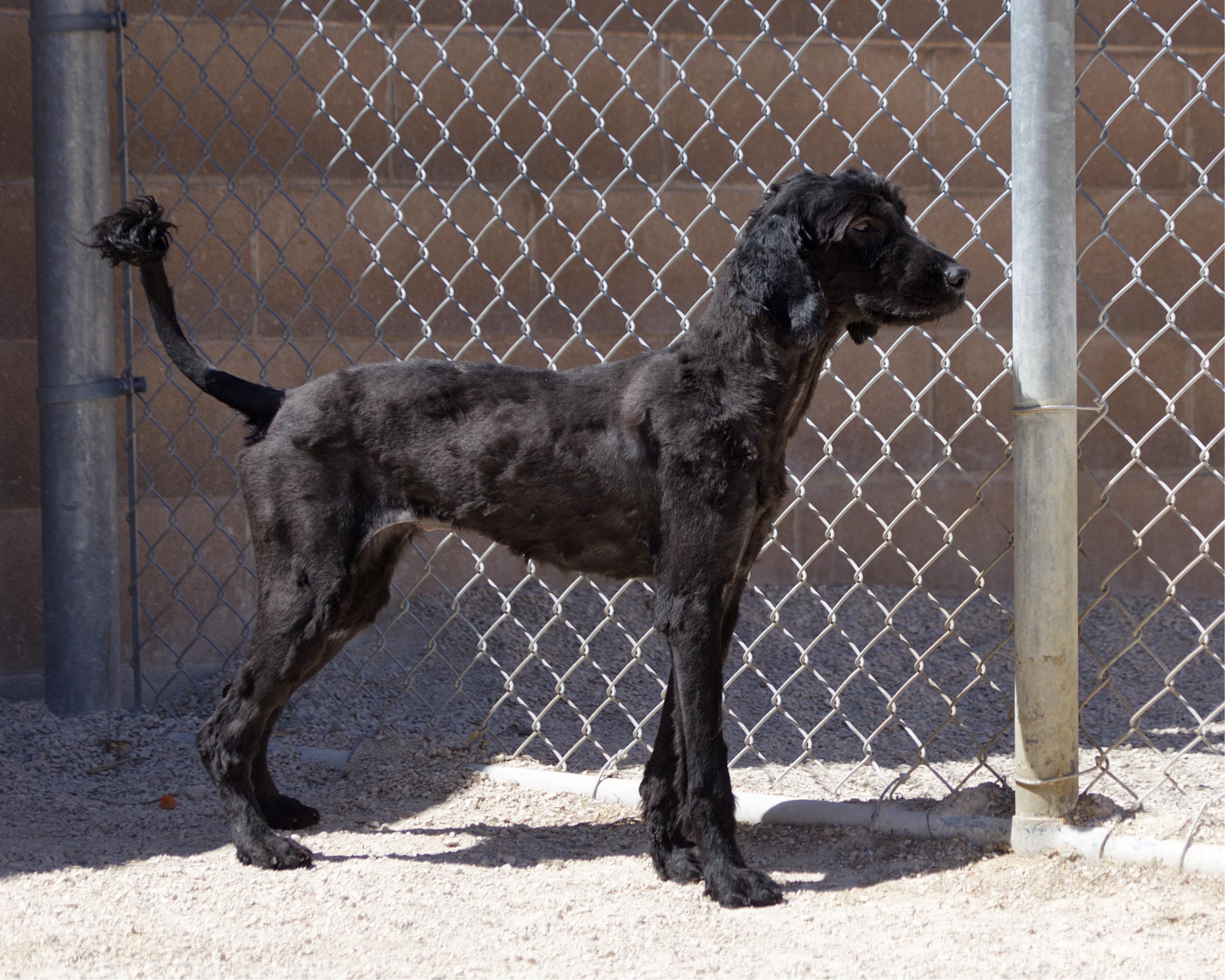 Stormy, an adopted mixed breed in Winnipeg, MB image 3/6