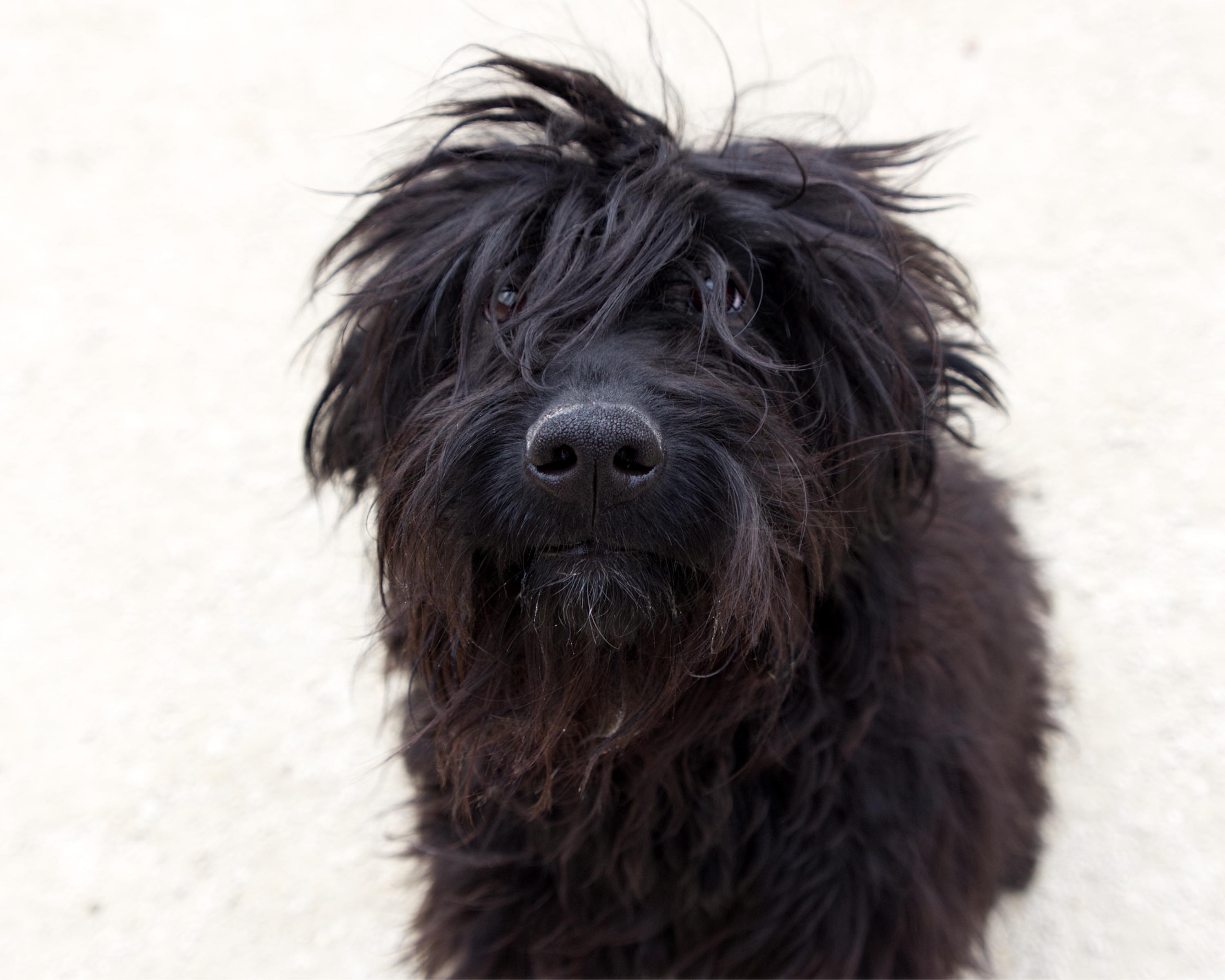 Enlarge Stormy, an adoptable mixed breed in Winnipeg, MB image 1/2