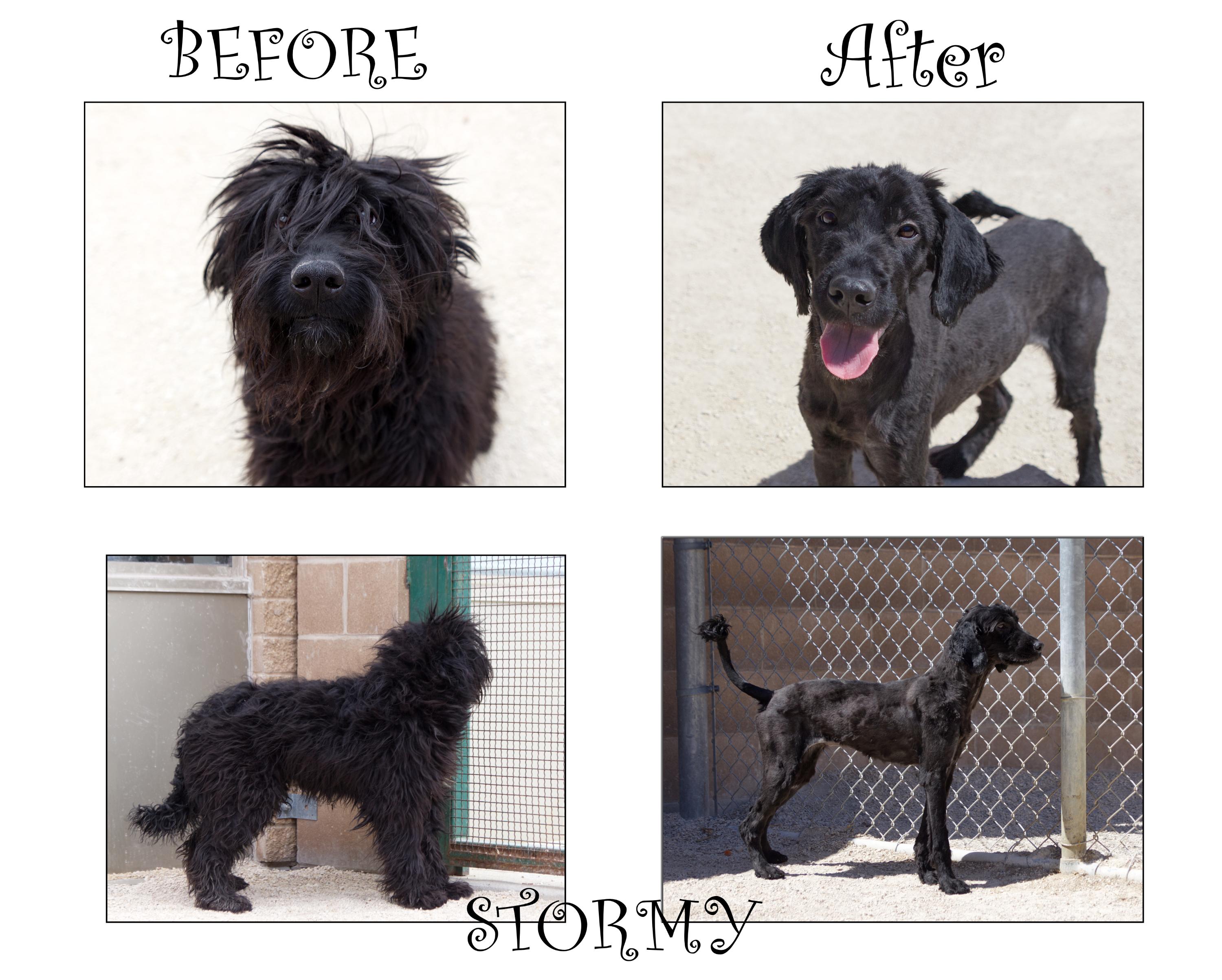 Stormy, an adopted mixed breed in Winnipeg, MB image 1/6