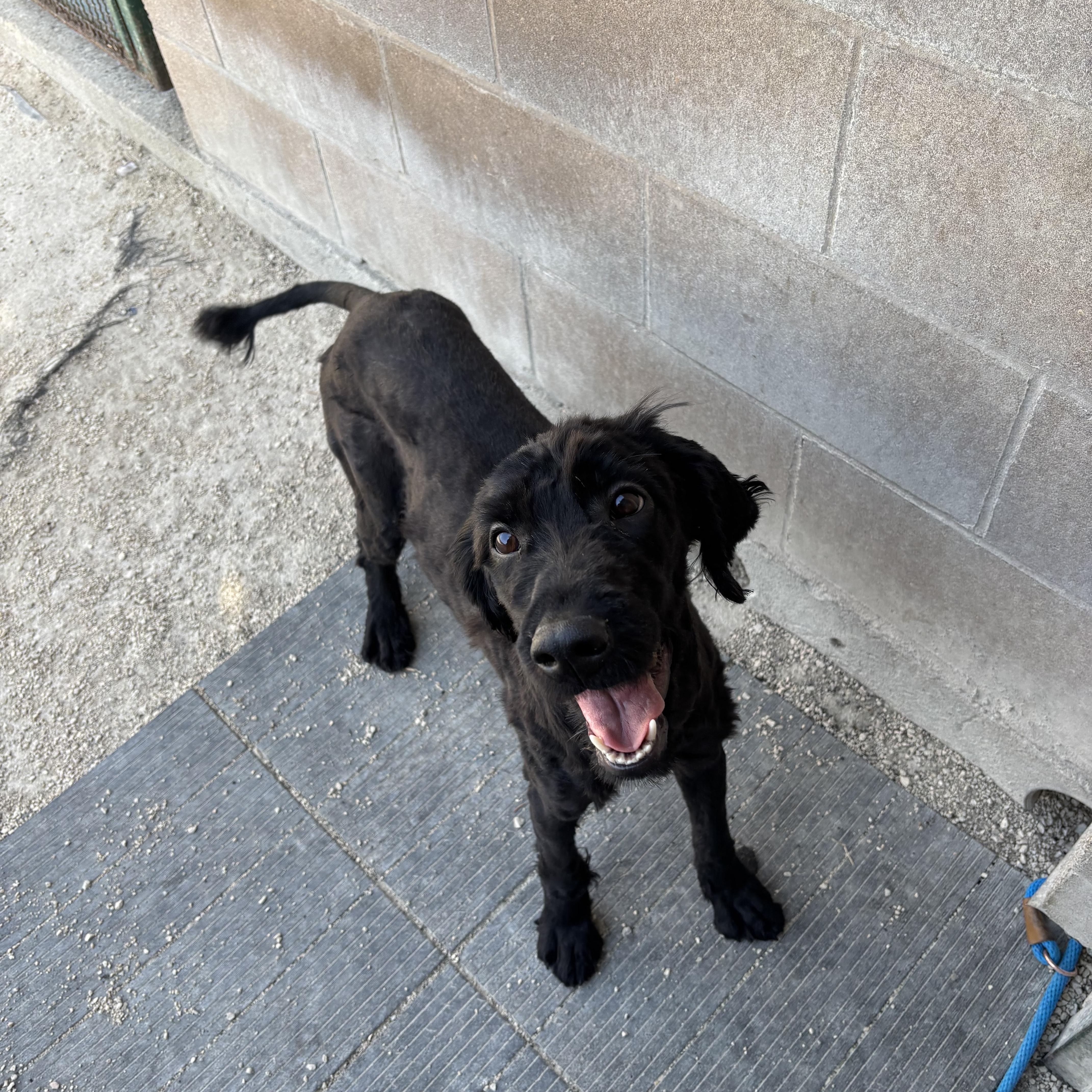 Stormy, an adopted mixed breed in Winnipeg, MB image 6/6