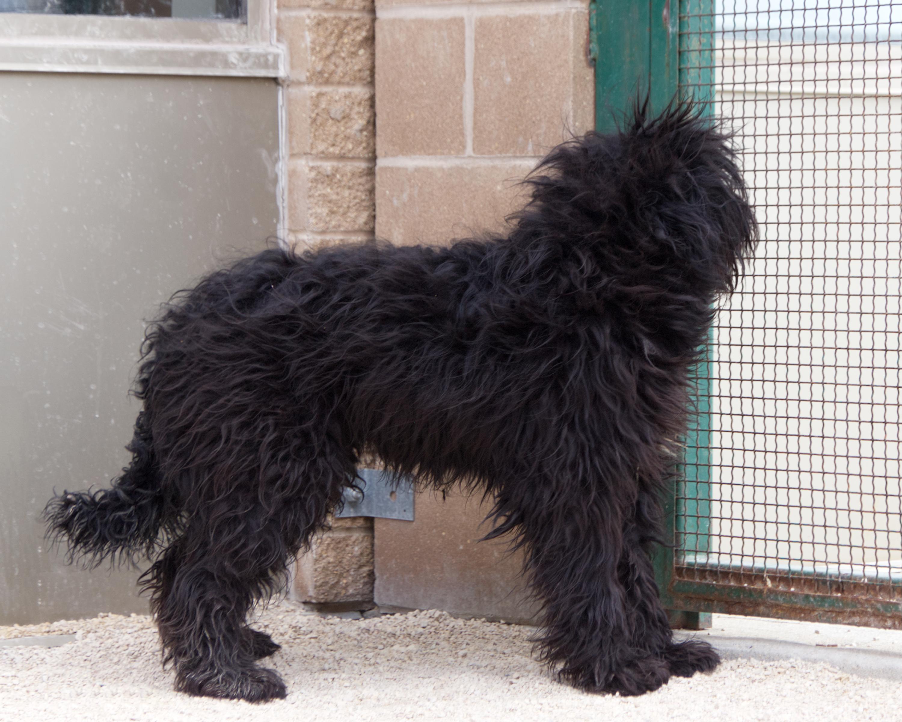 Enlarge Stormy, an adoptable mixed breed in Winnipeg, MB image 2/2