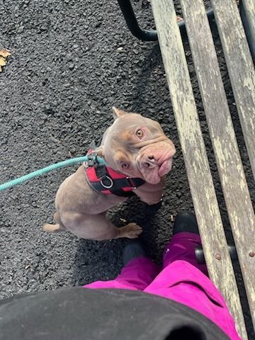 Enlarge Syble, a Adopted American Bulldog in Fleetwood, PA image 1/1