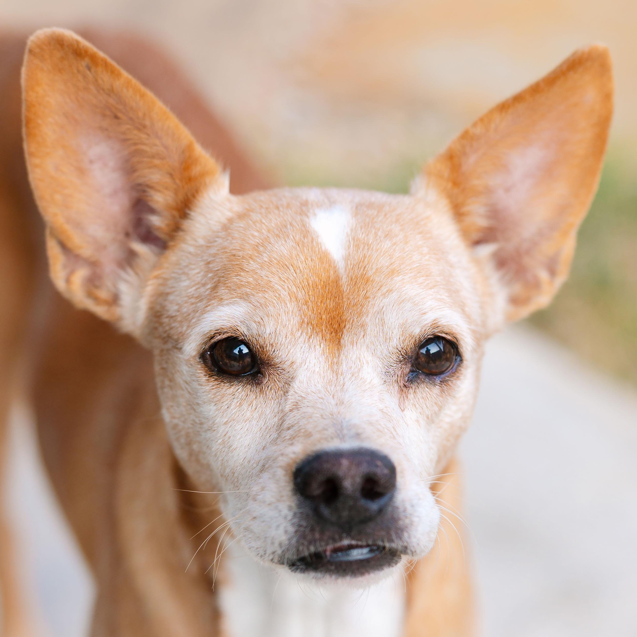 Enlarge Addy, a Adoptable mixed breed image 5/5