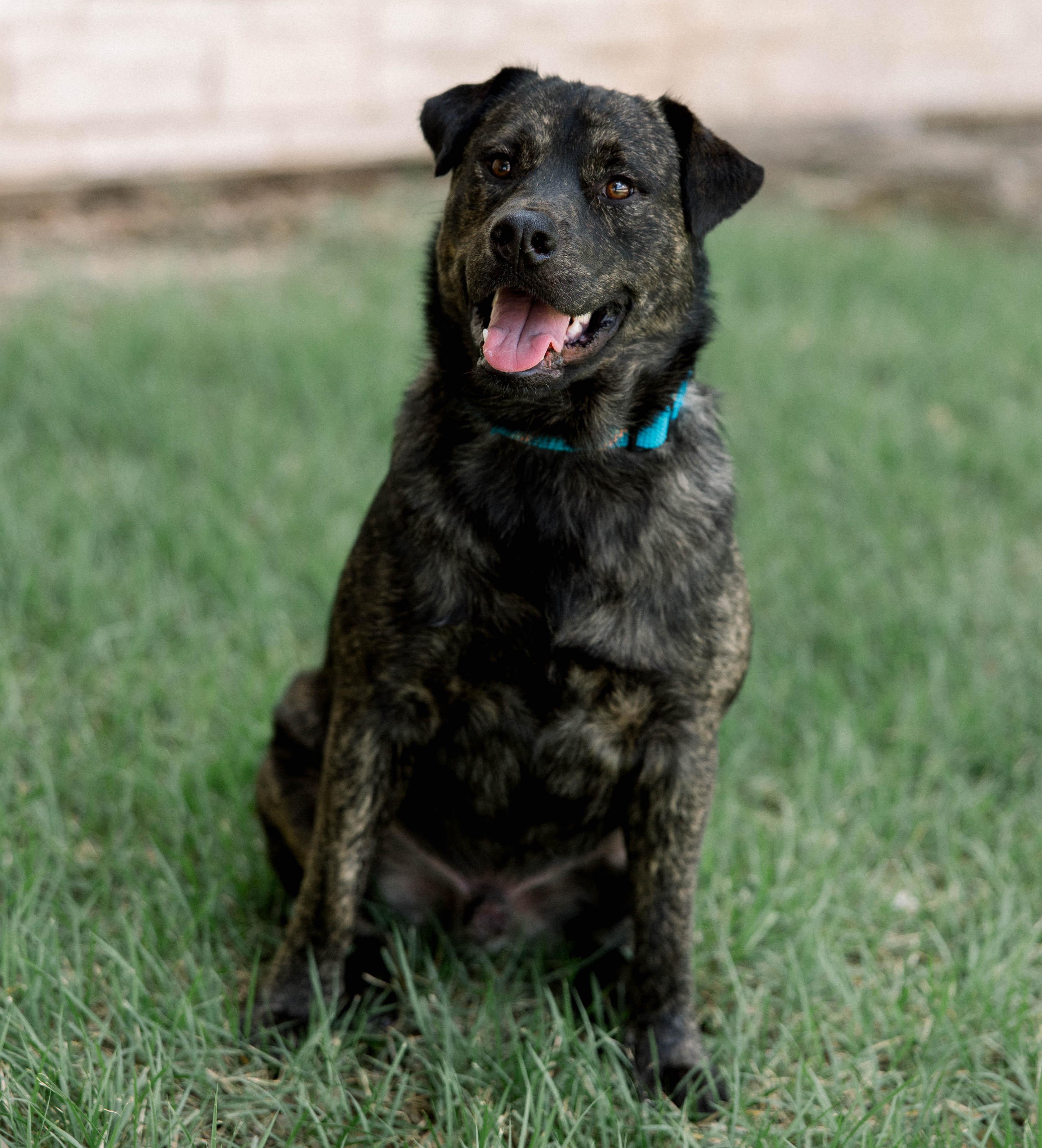 Enlarge Bear, a Adoptable mixed breed in Bryan, TX image 1/6