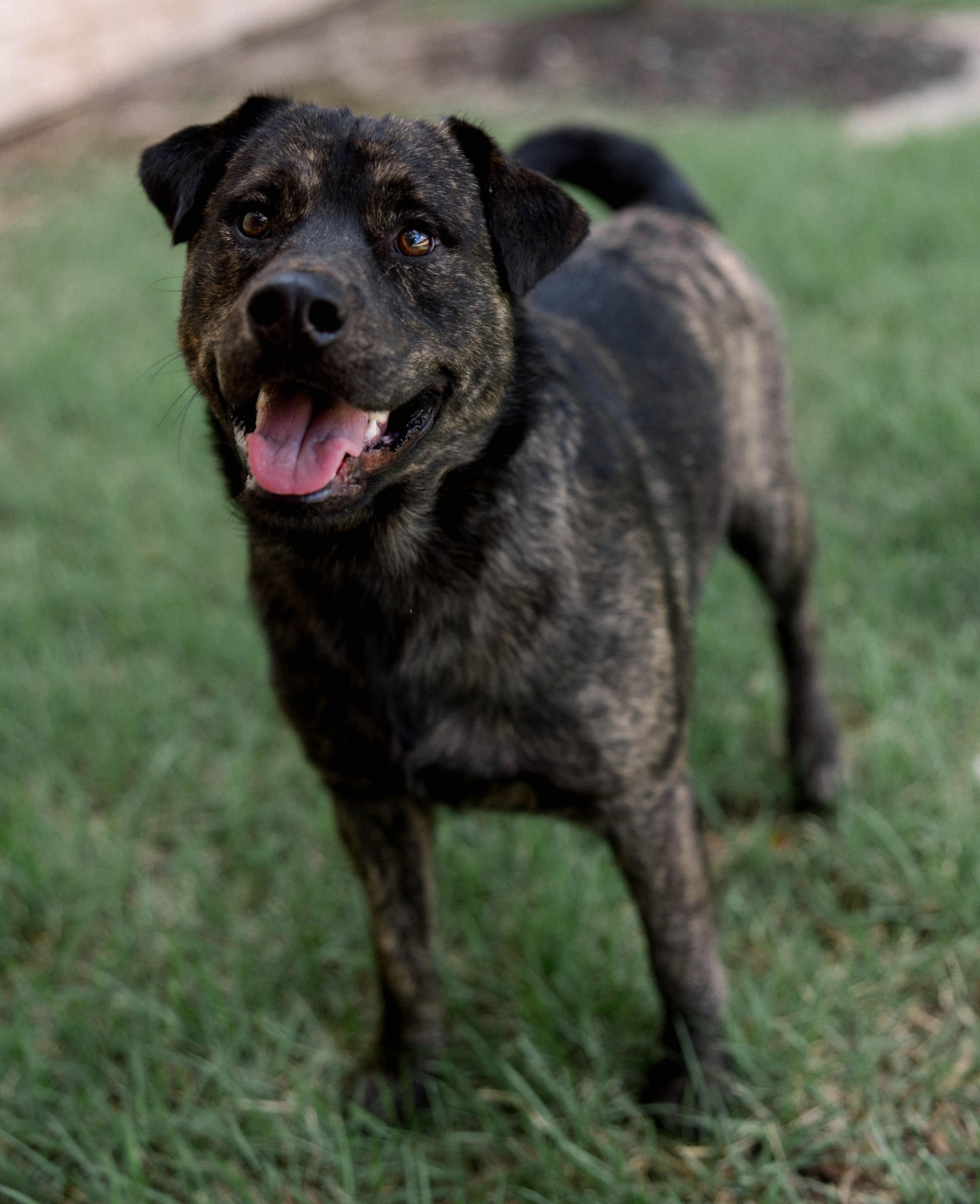 Enlarge Bear, a Adoptable mixed breed in Bryan, TX image 3/6