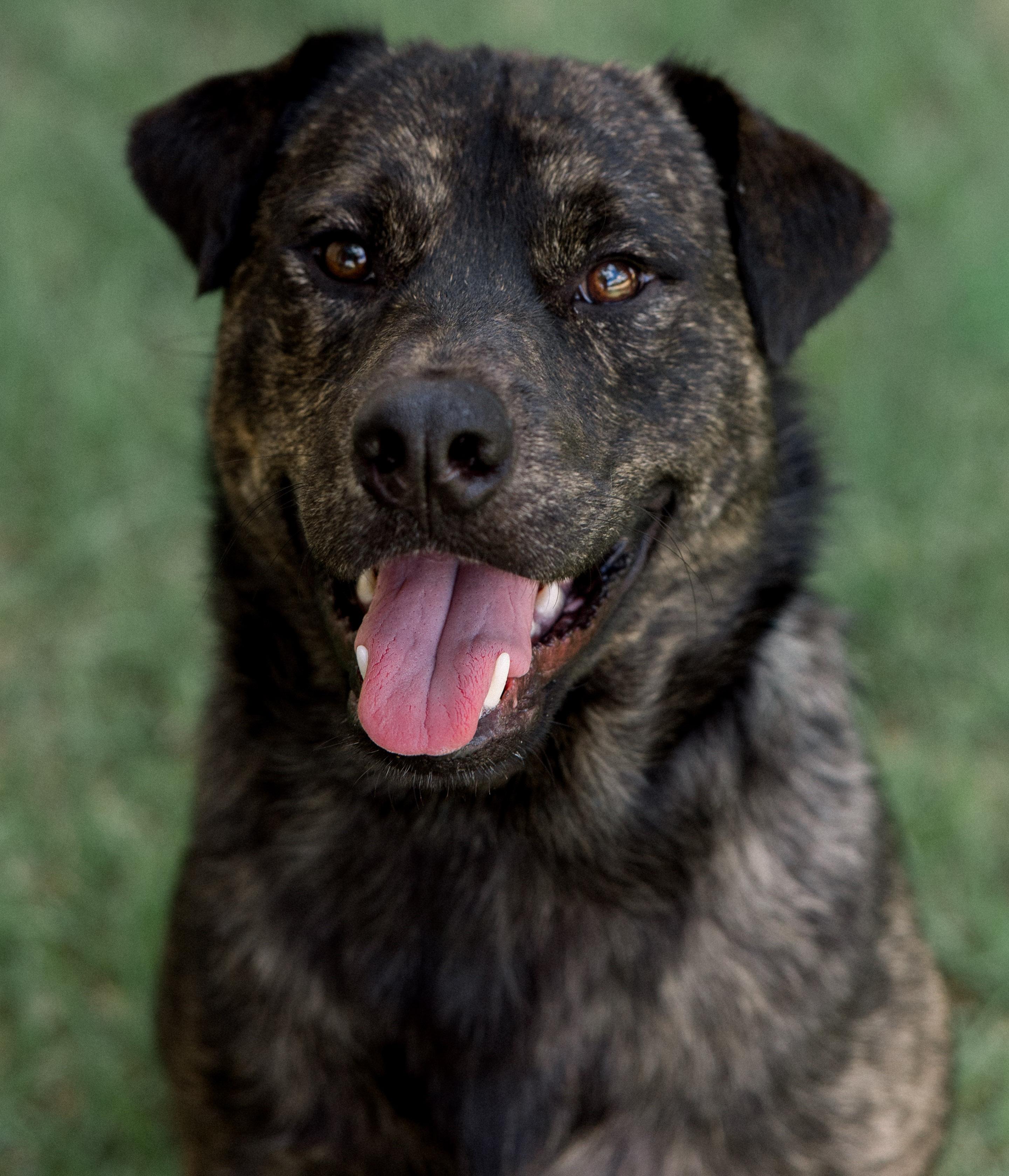 Enlarge Bear, a Adoptable mixed breed in Bryan, TX image 2/6
