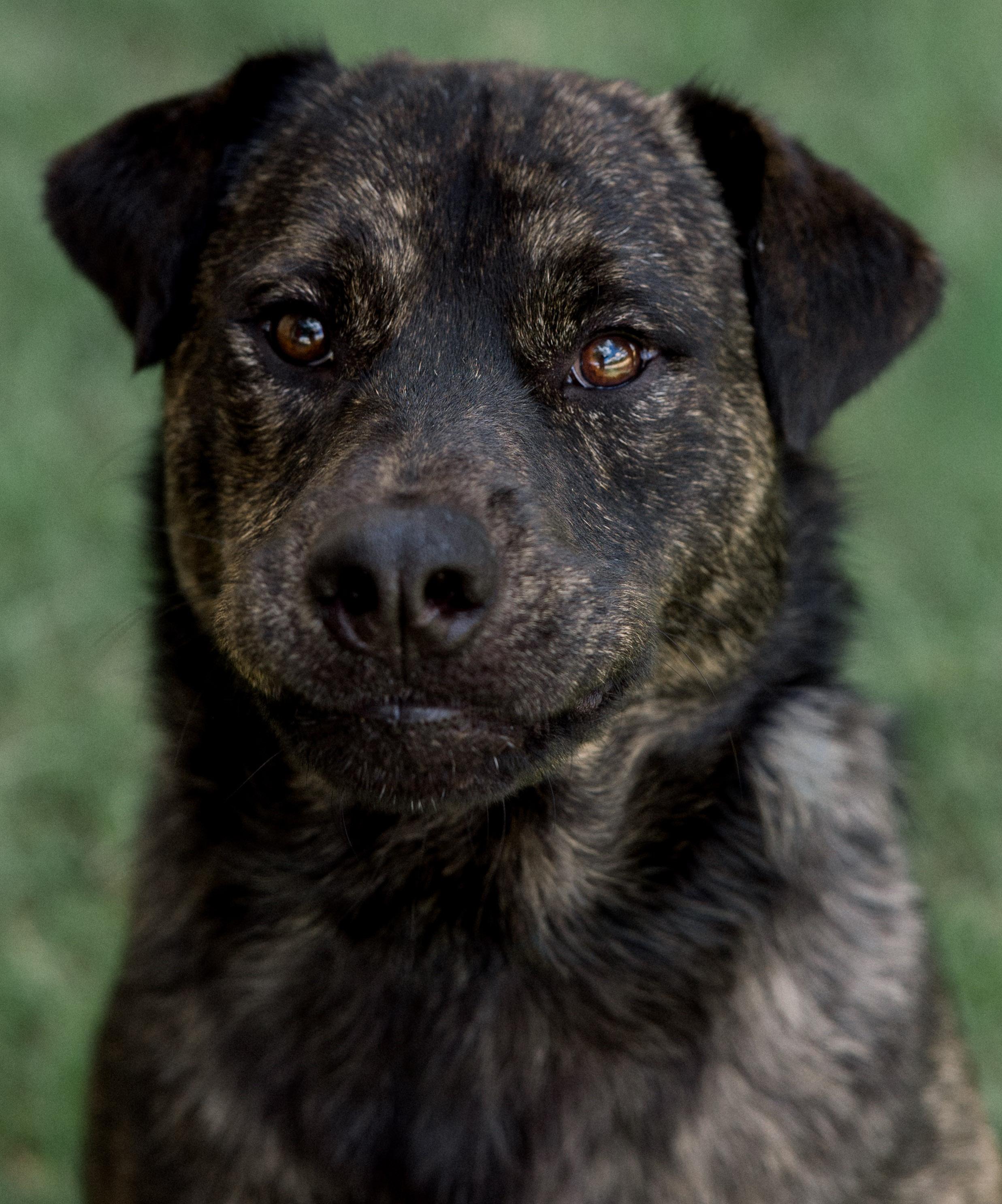 Enlarge Bear, a Adoptable mixed breed in Bryan, TX image 4/6