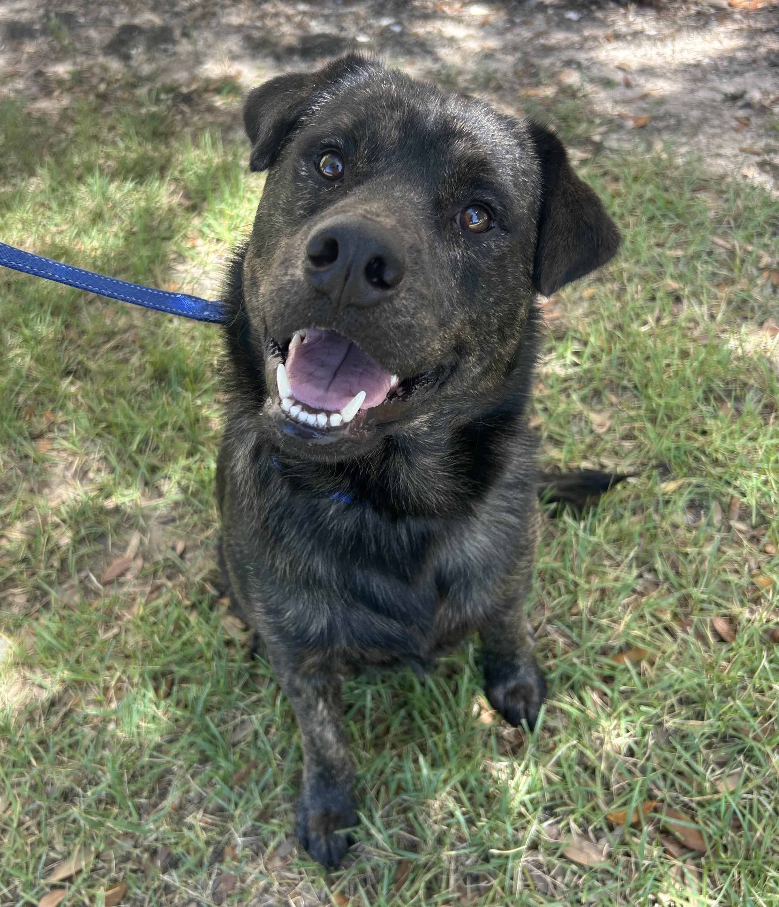 Enlarge Bear, a Adoptable mixed breed in Bryan, TX image 5/6