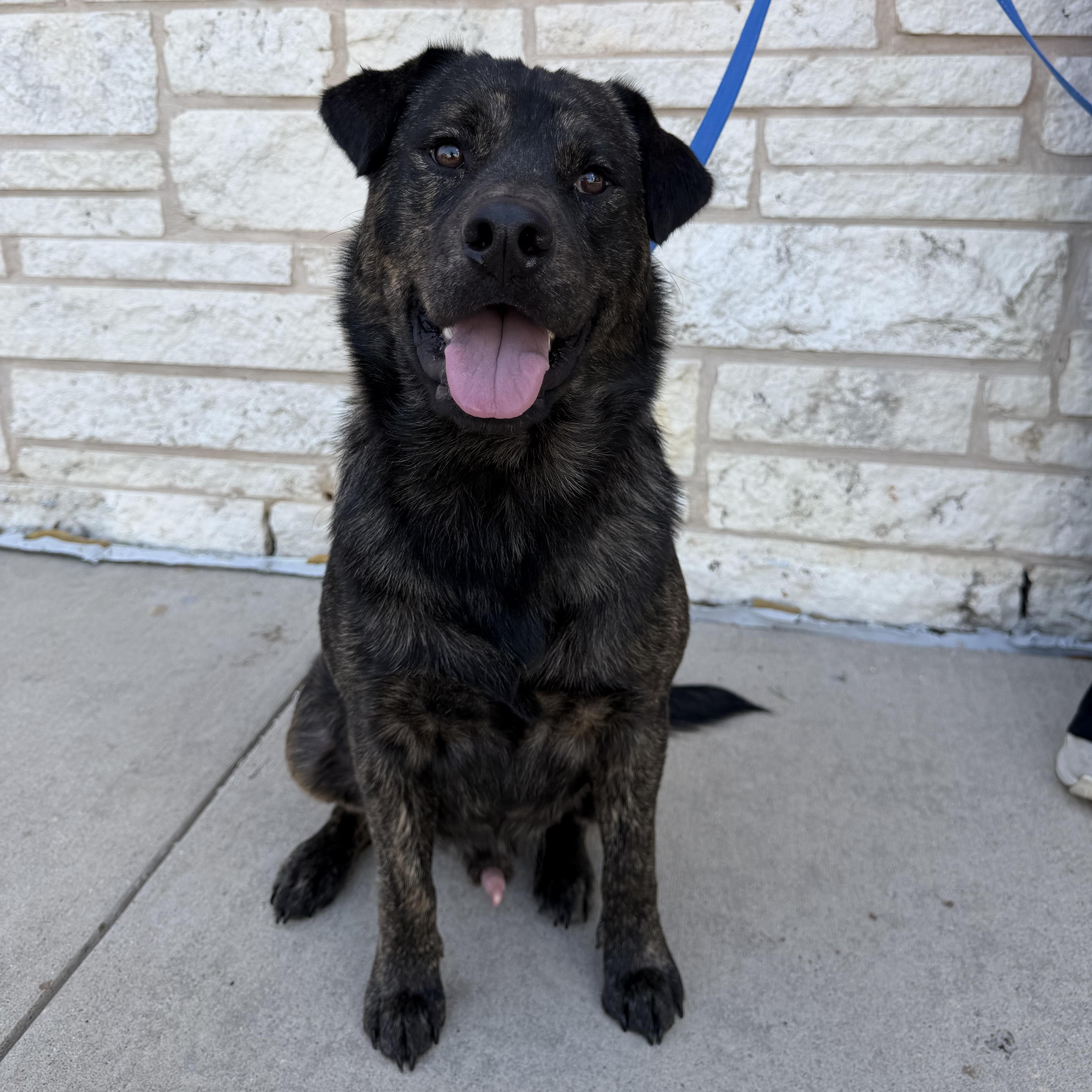 Enlarge Bear, a Adoptable mixed breed in Bryan, TX image 6/6
