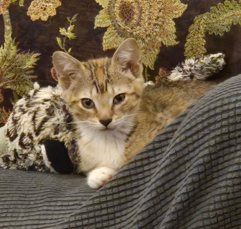 Enlarge Velma, a Adoptable mixed breed in Fayetteville, TN image 1/1