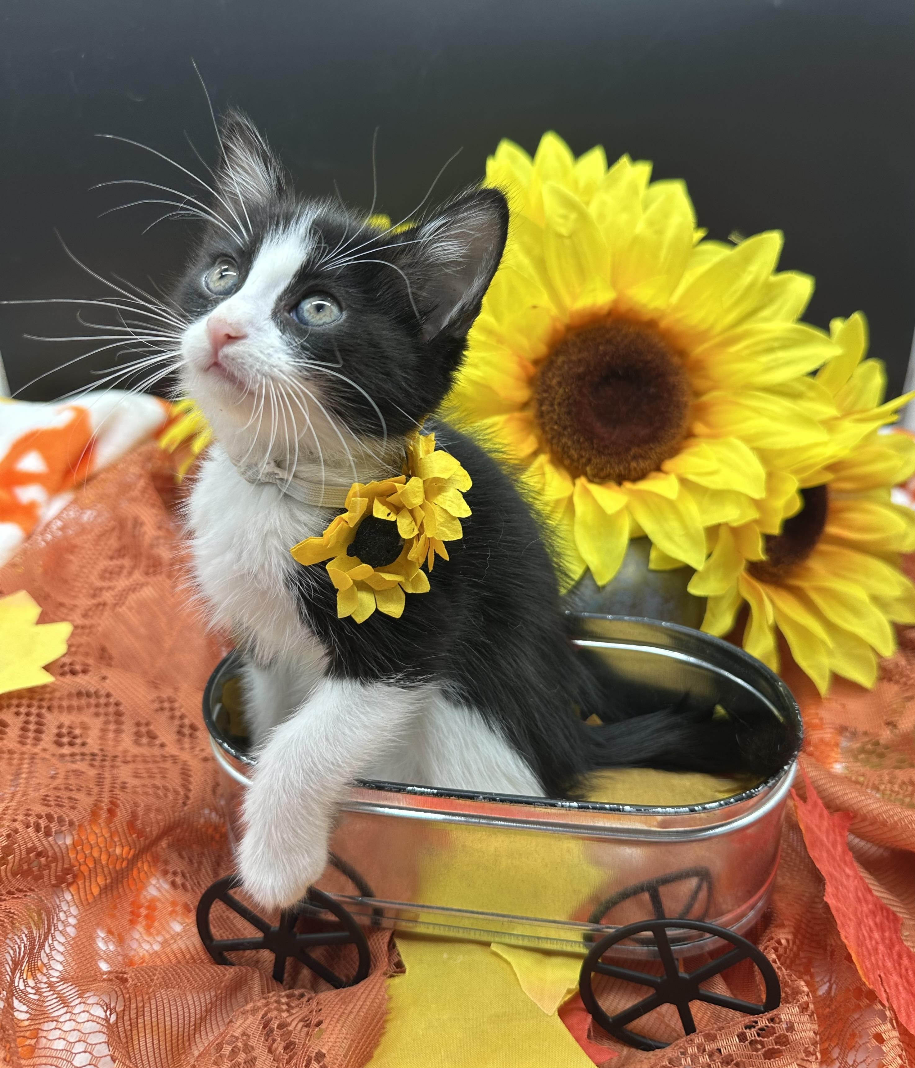 Enlarge Paisley, a Adoptable Domestic Medium Hair in HUNTINGTON BEACH, CA image 3/4