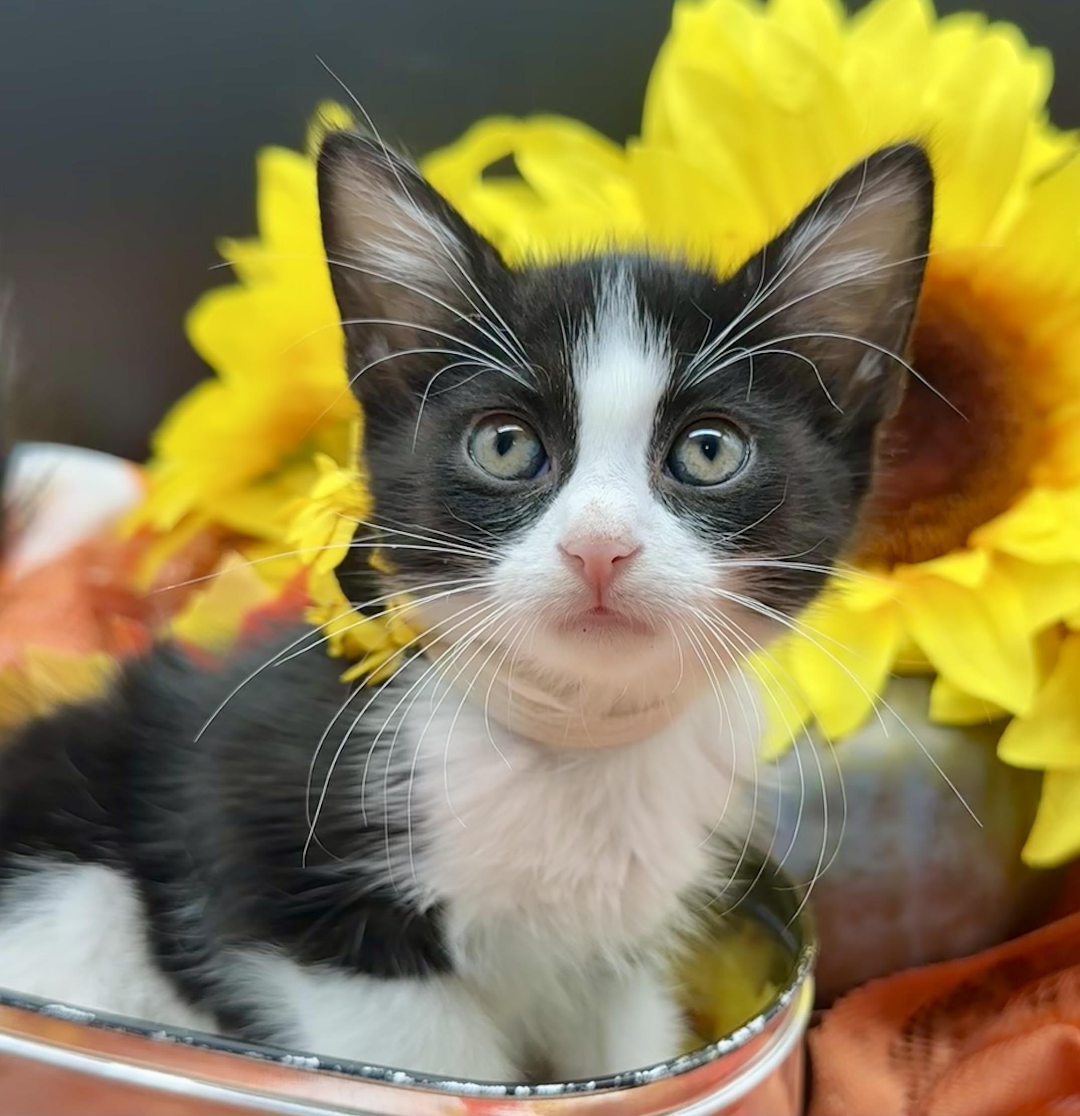 Enlarge Paisley, a Adoptable Domestic Medium Hair in HUNTINGTON BEACH, CA image 1/4