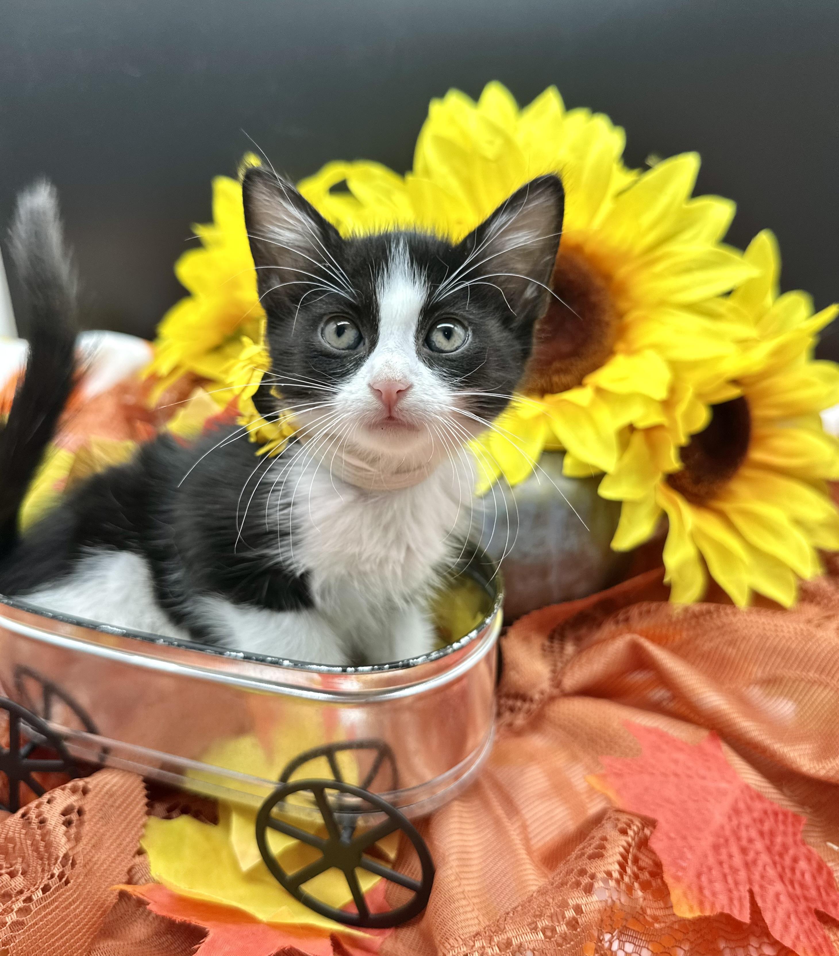 Enlarge Paisley, a Adoptable Domestic Medium Hair in HUNTINGTON BEACH, CA image 4/4