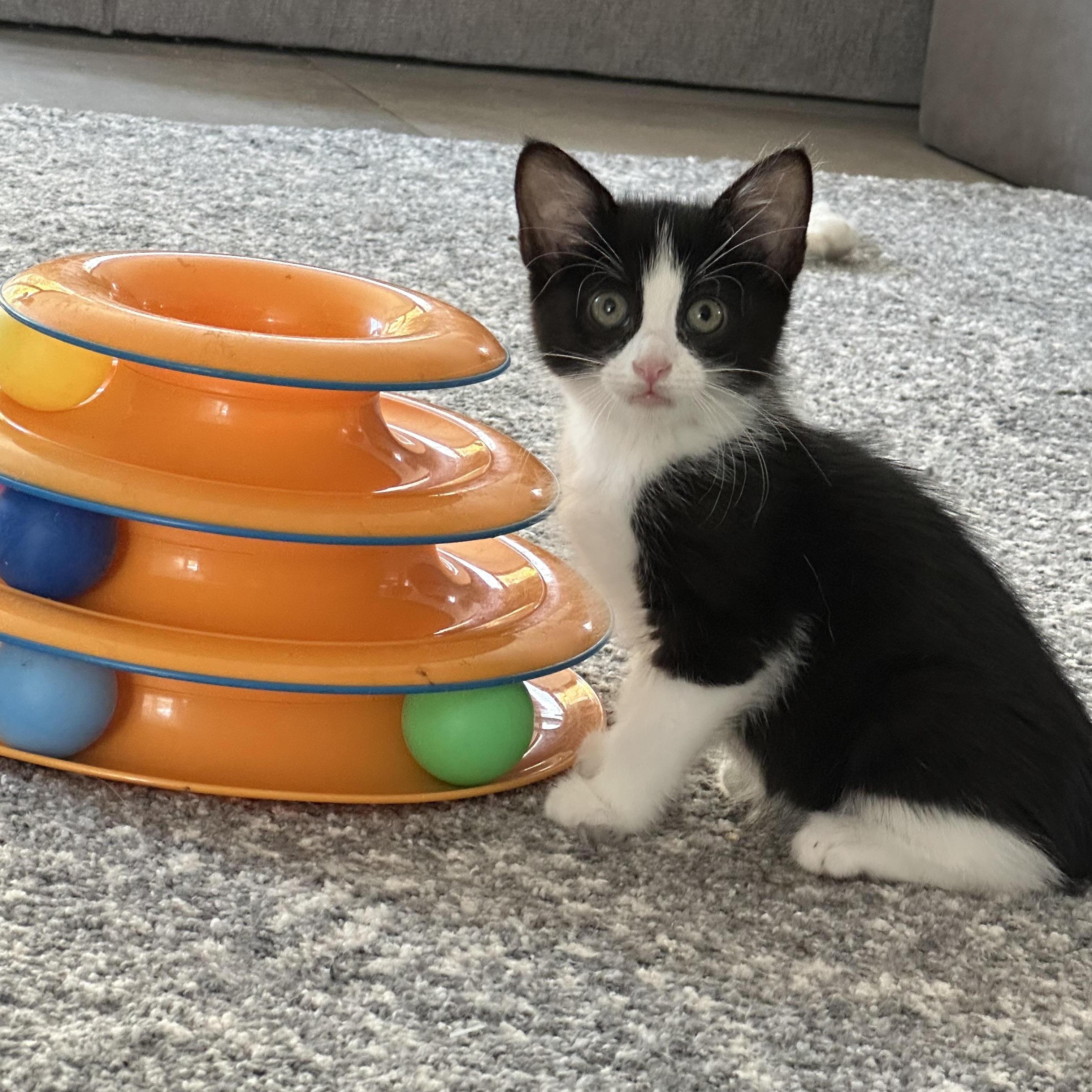 Enlarge Paisley, a Adoptable Domestic Medium Hair in HUNTINGTON BEACH, CA image 2/4