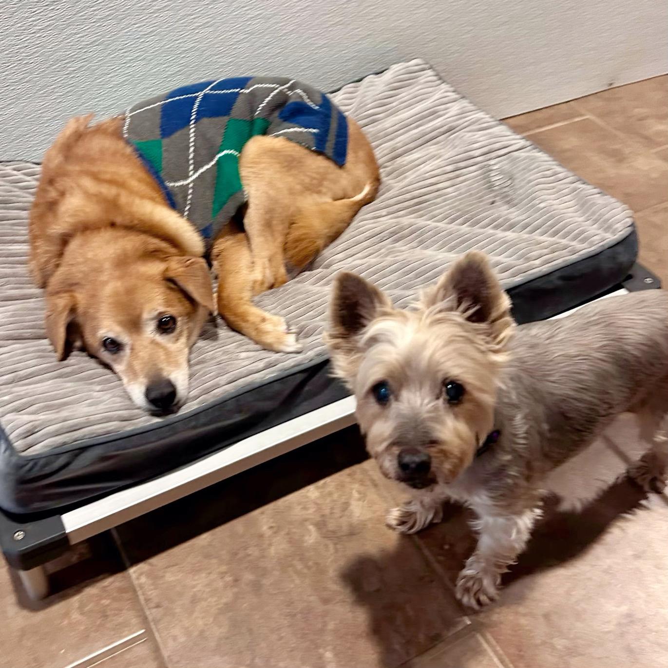 Buddy & Buffy, adopted, Senior Male Mixed Breed.