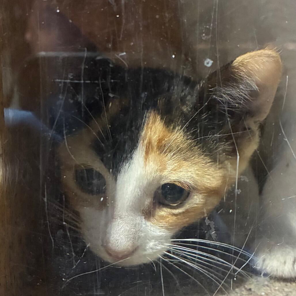 Swiss, Adoptable, Kitten Female Domestic Short Hair.