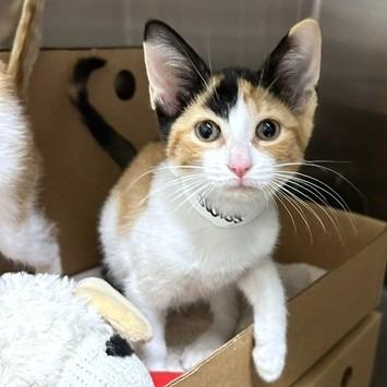 Enlarge Swiss, a Adoptable Domestic Short Hair in Novelty, OH image 2/2