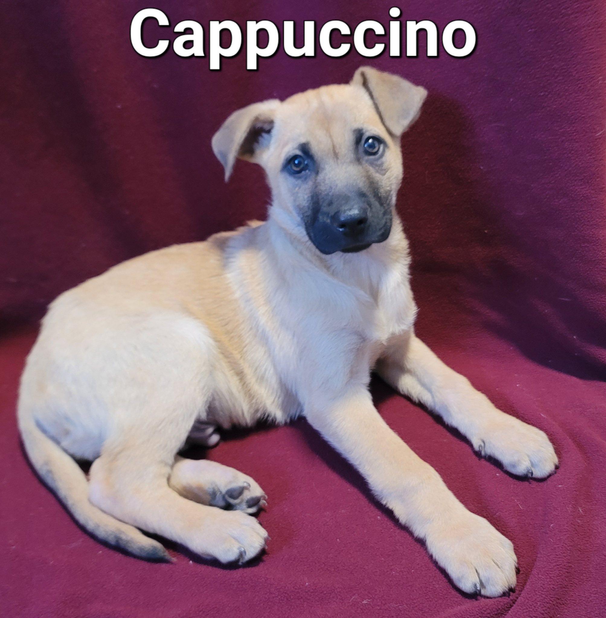 Cappucino, ADOPTABLE, Puppy Male German Shepherd Dog.